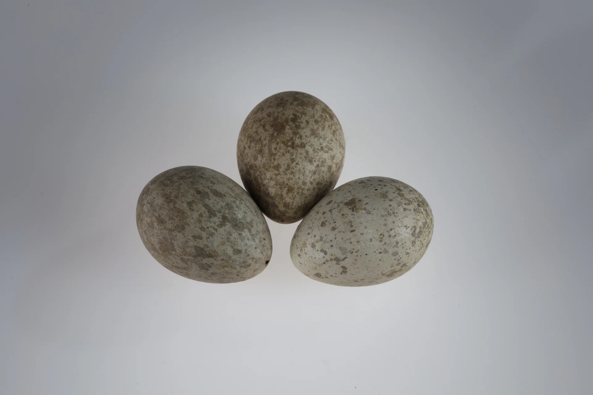 Náhledový obrázek předmětu Corvus frugilegus (vejce)