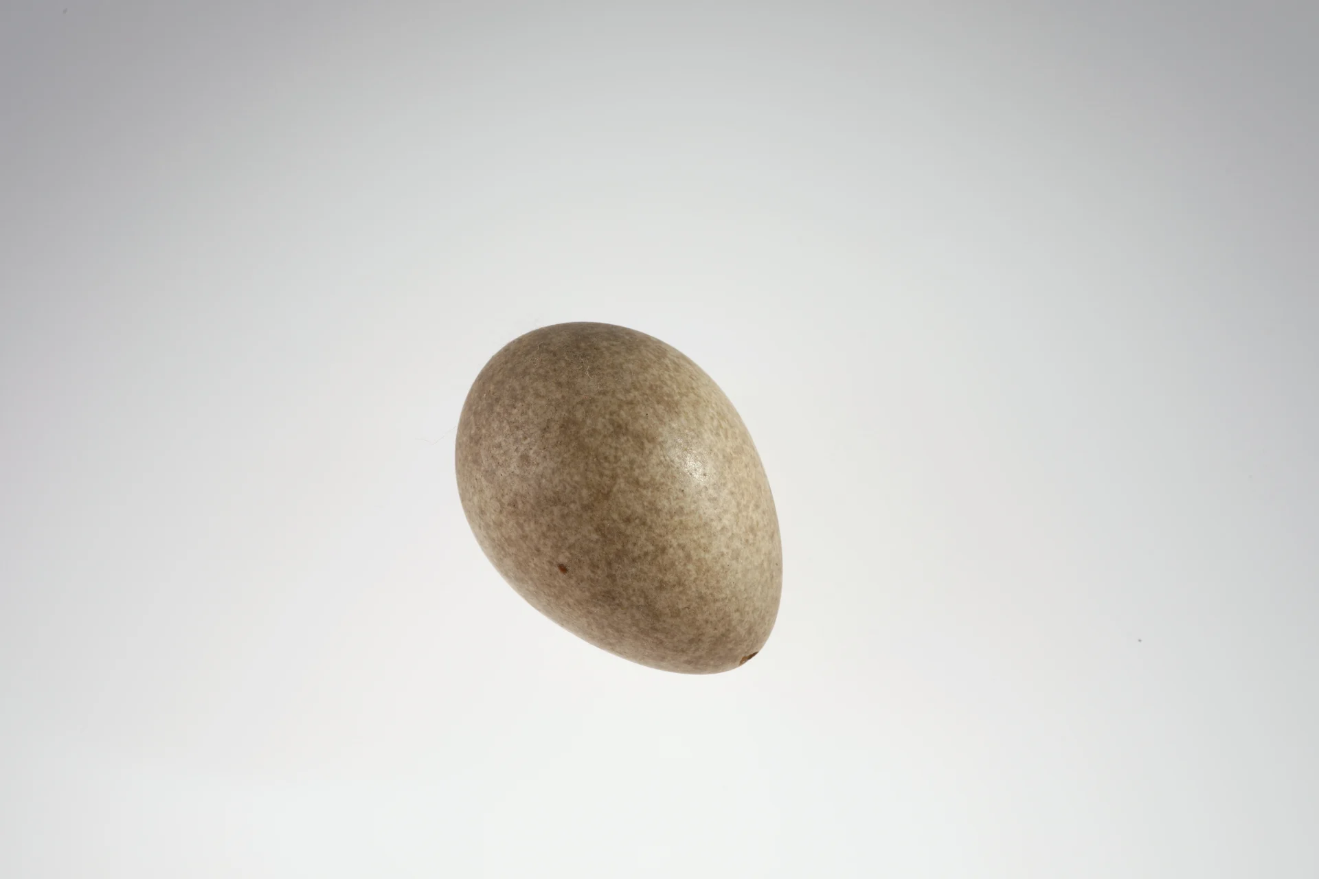 Náhledový obrázek předmětu Garrulus glandarius (vejce)
