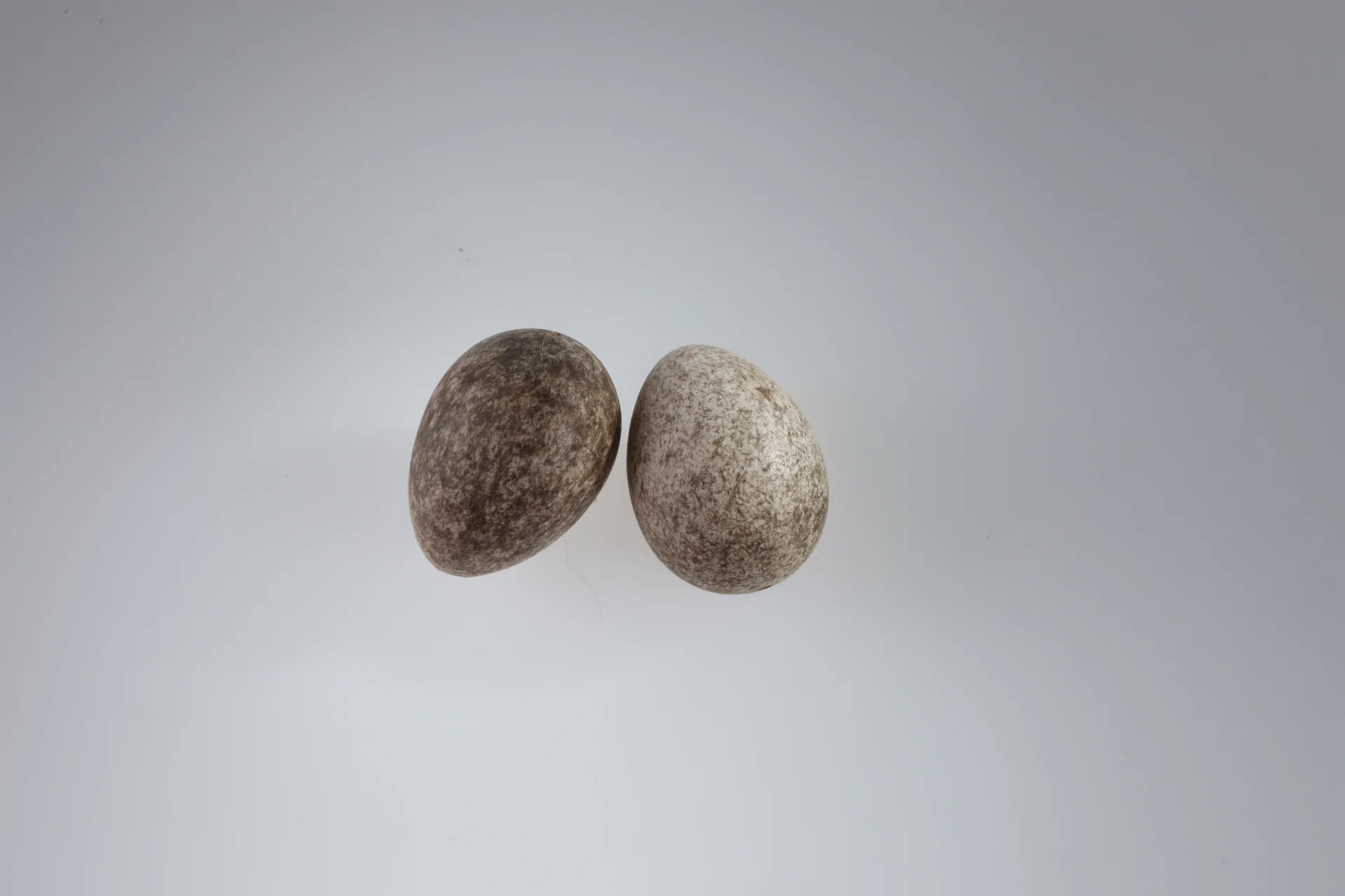 Náhledový obrázek předmětu Anthus campestris (vejce)
