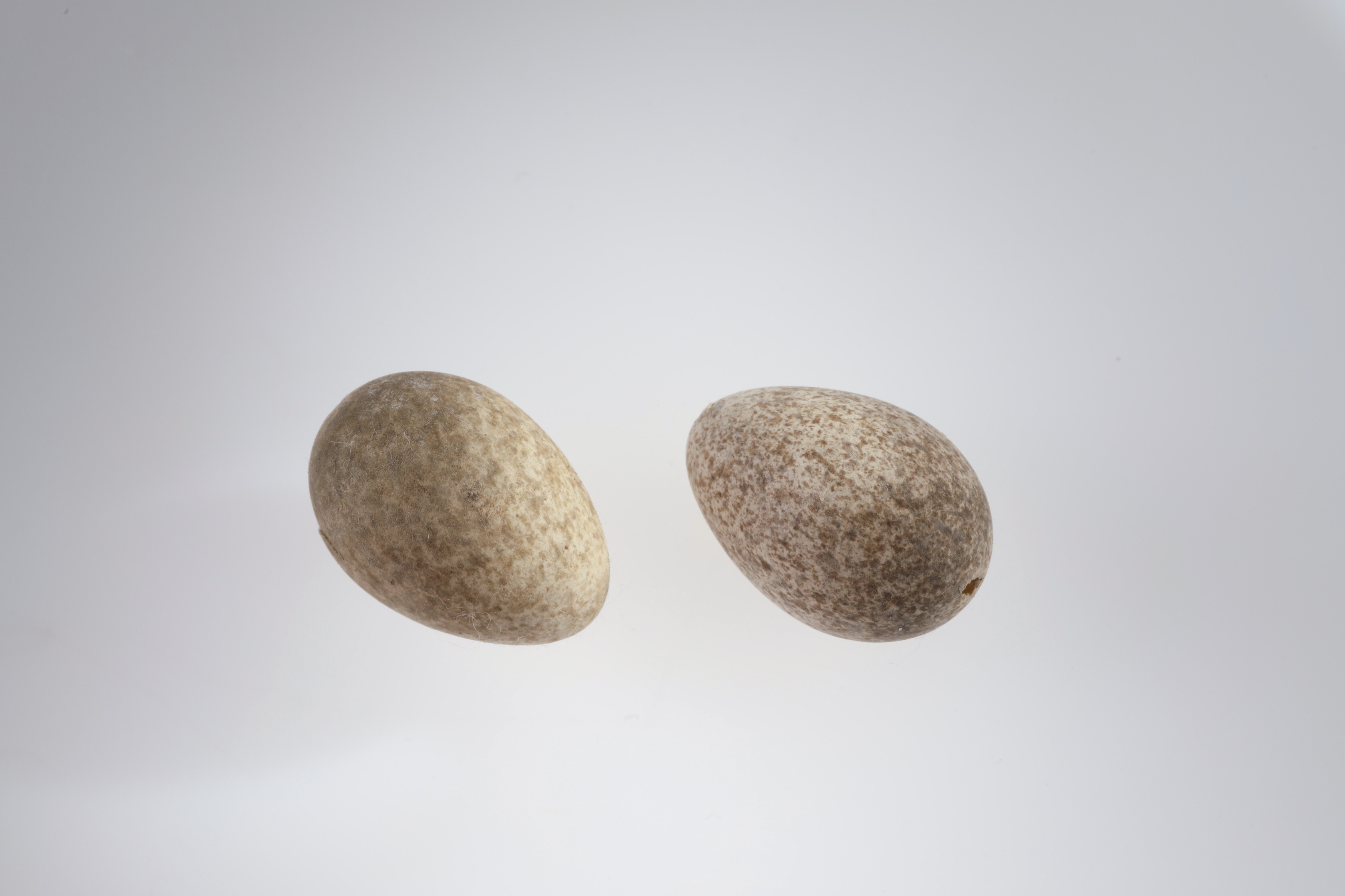 Náhledový obrázek Galerida cristata (vejce) - 2
