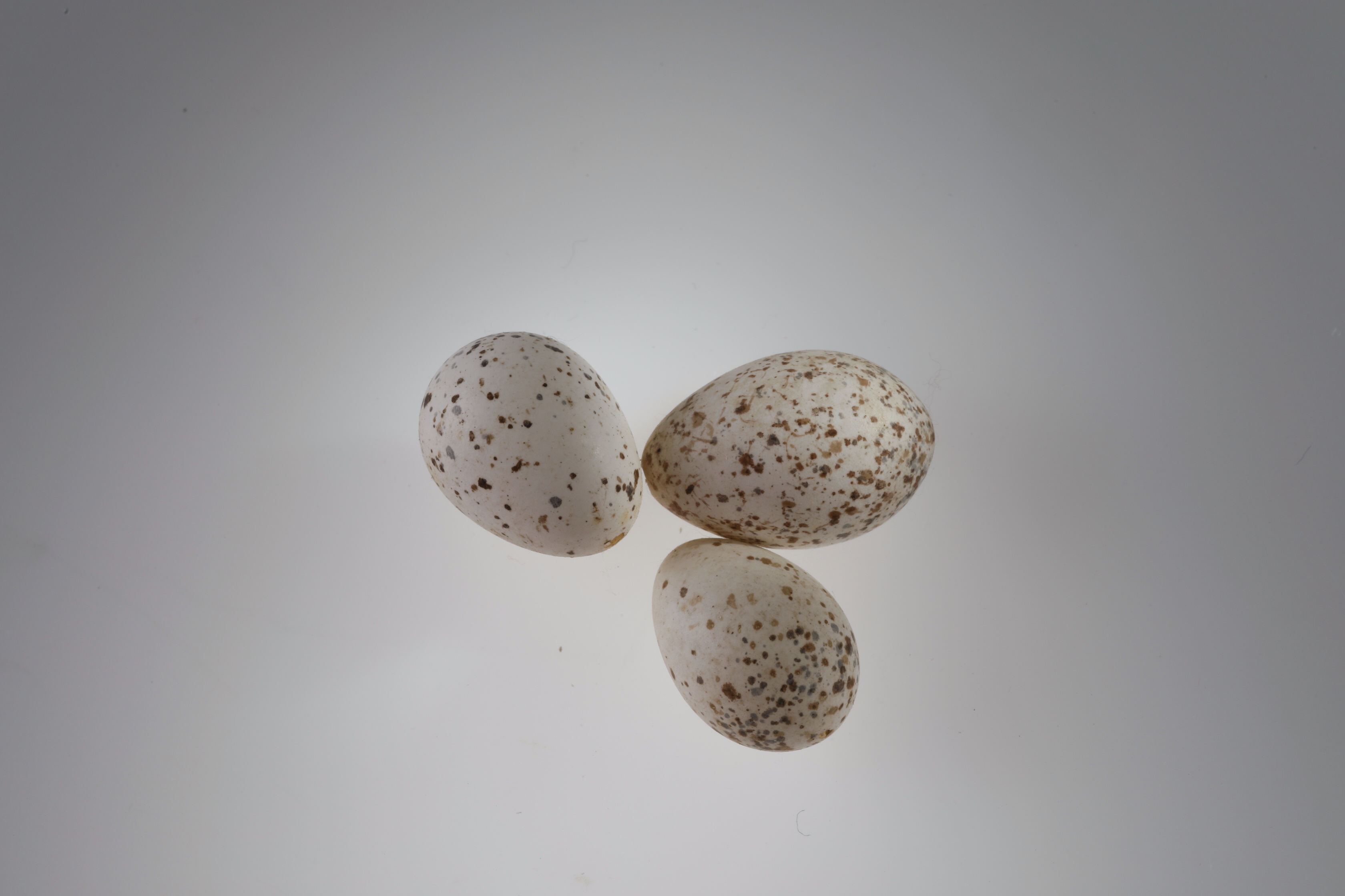 Náhledový obrázek Hirundo rustica (vejce) - 1