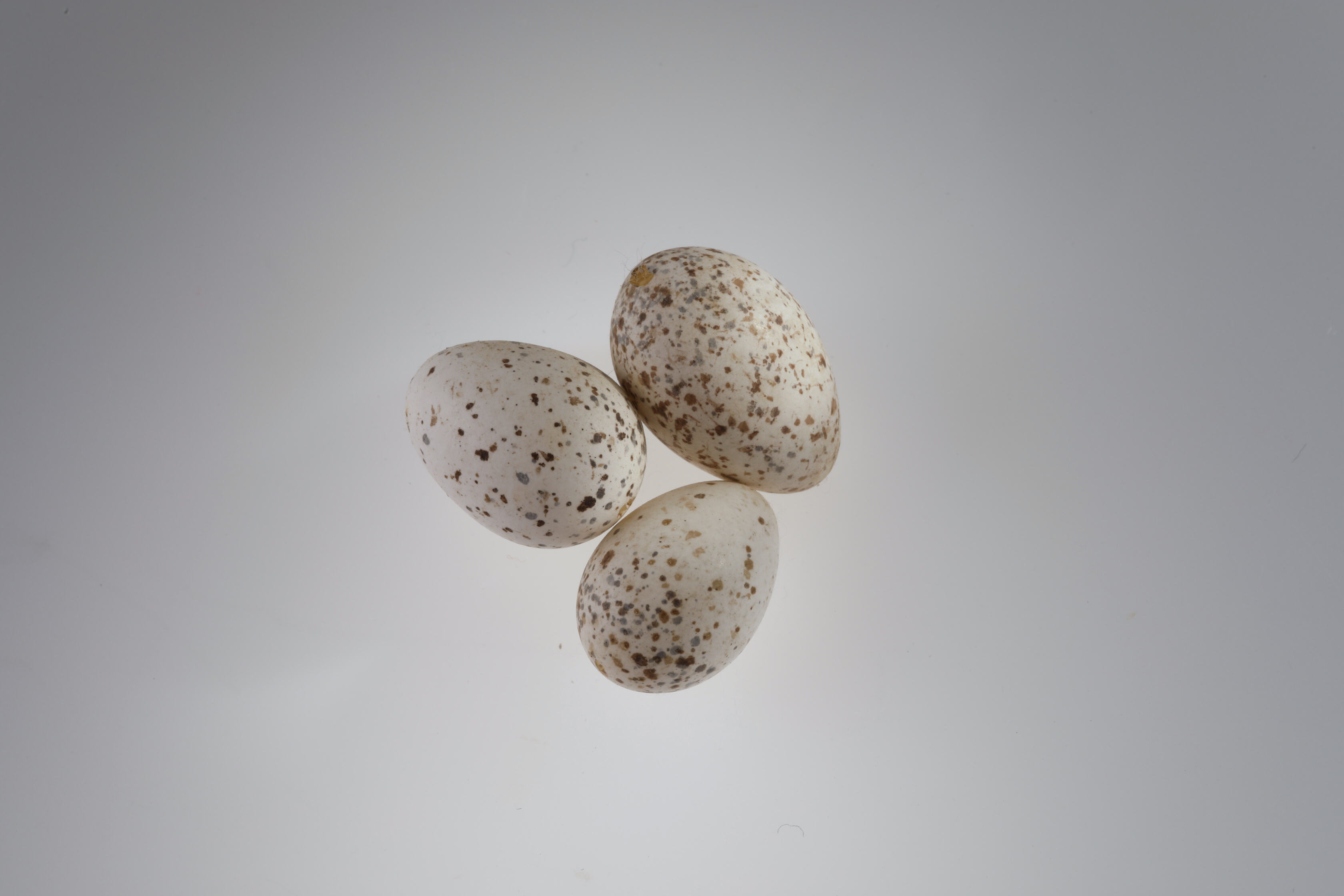 Náhledový obrázek Hirundo rustica (vejce) - 2