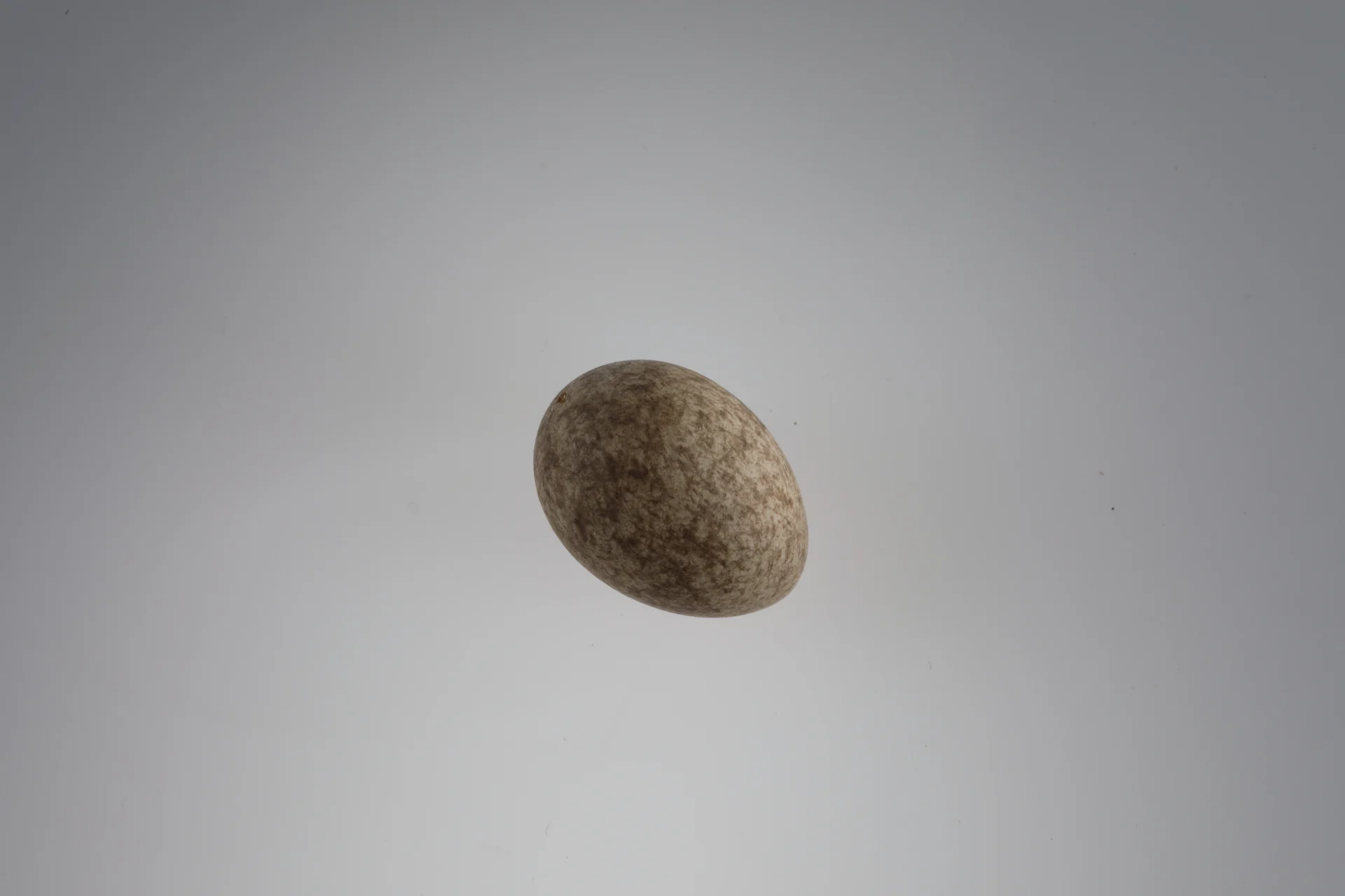 Náhledový obrázek předmětu Anthus pratensis (vejce)