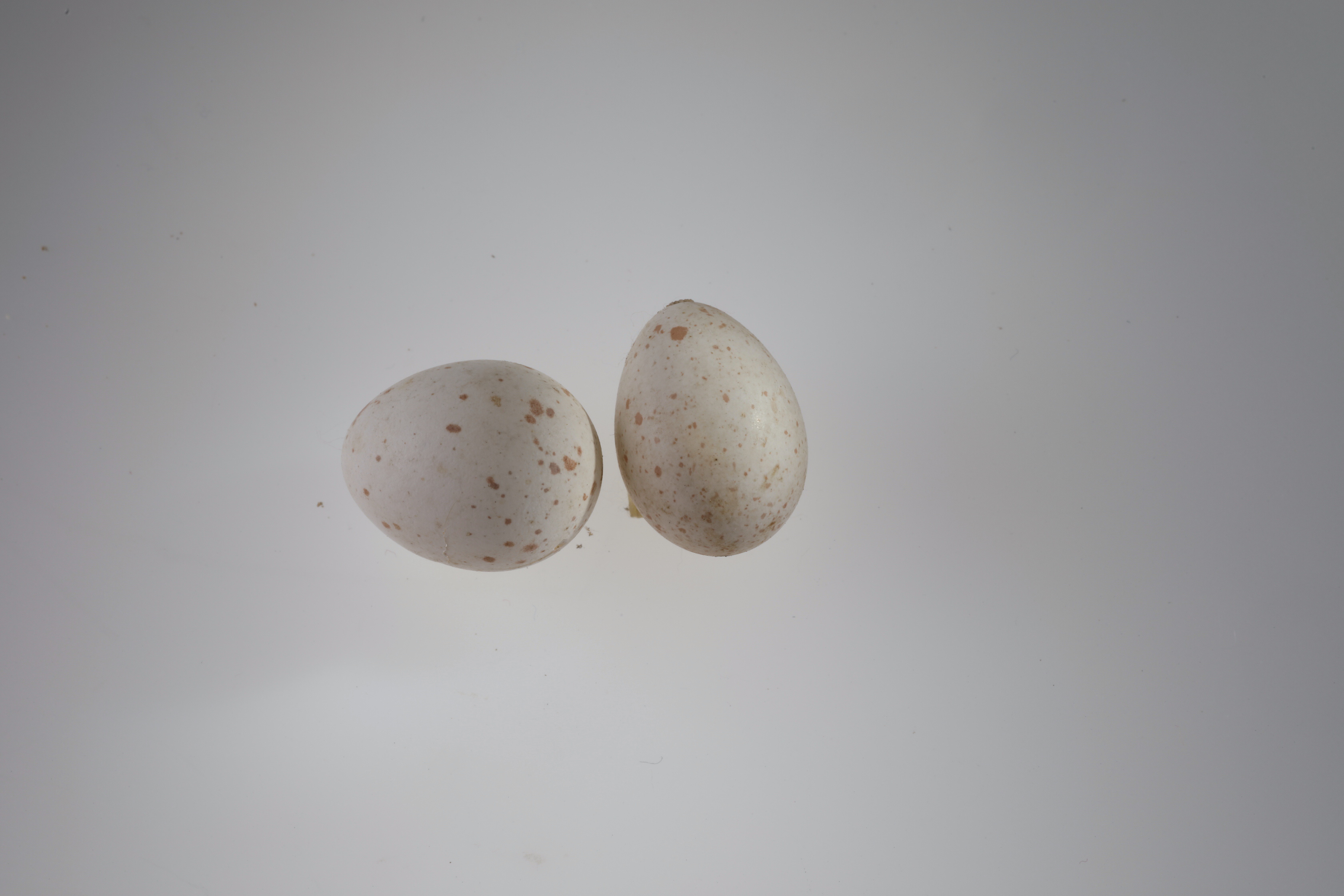 Náhledový obrázek Cyanistes caeruleus (vejce) - 1