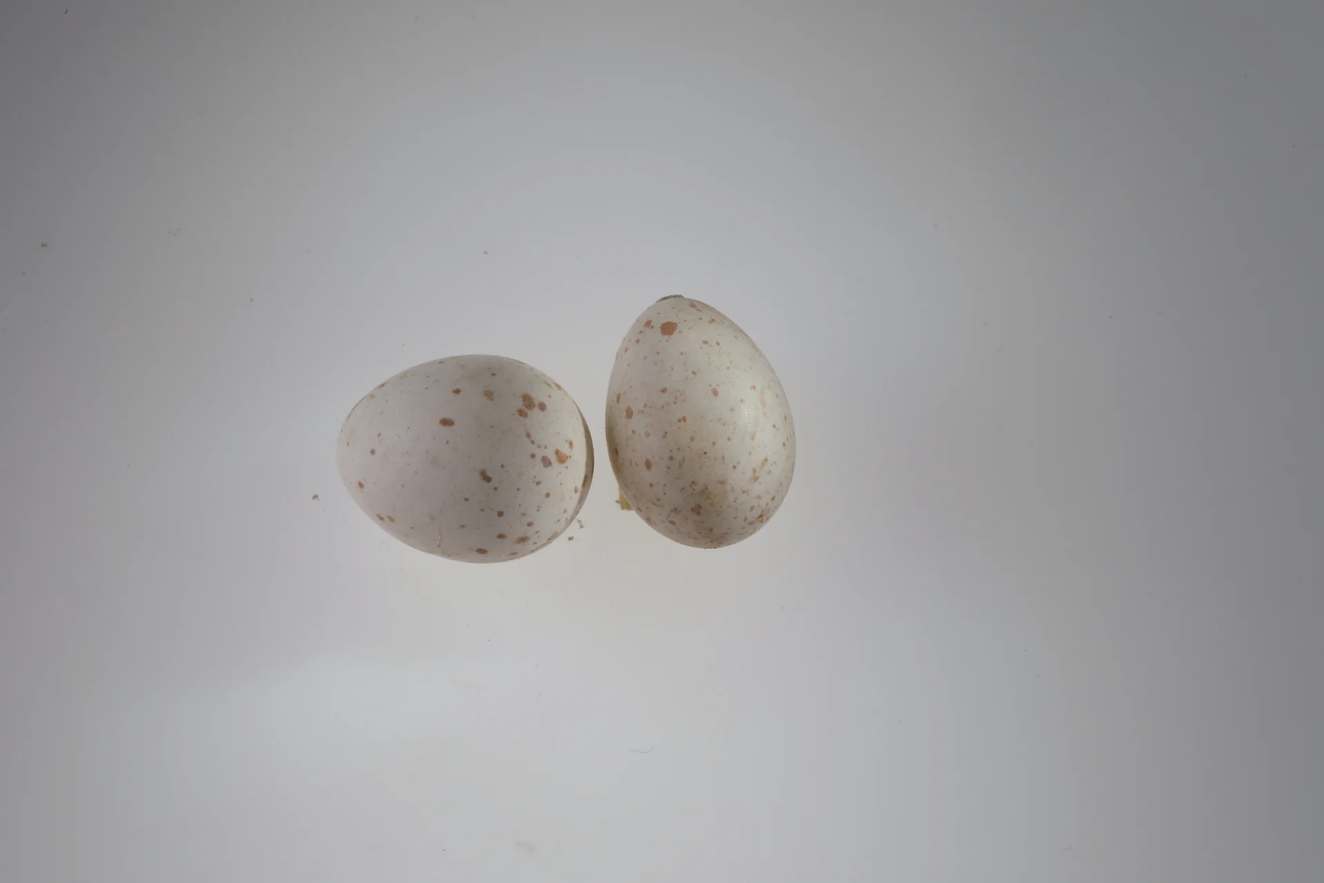 Náhledový obrázek předmětu Cyanistes caeruleus (vejce)