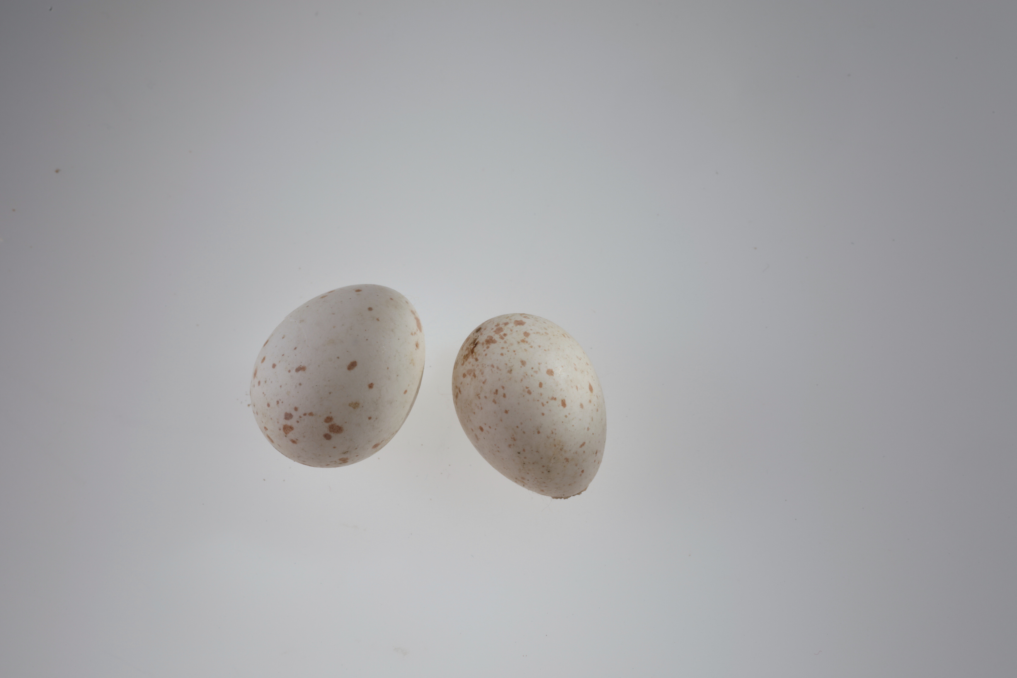 Náhledový obrázek Cyanistes caeruleus (vejce) - 2