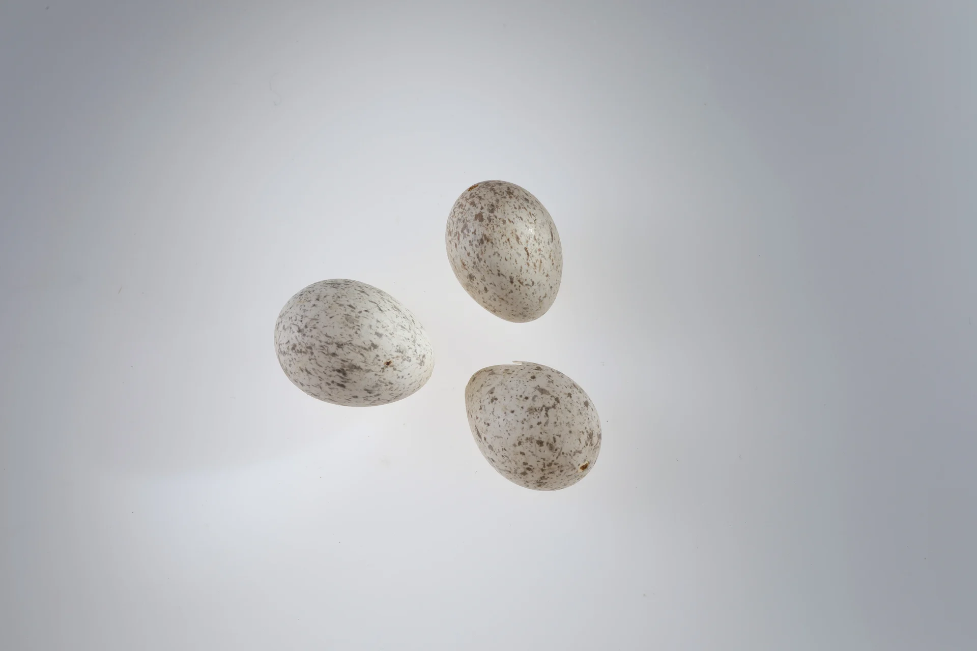 Náhledový obrázek předmětu Motacilla alba (vejce)
