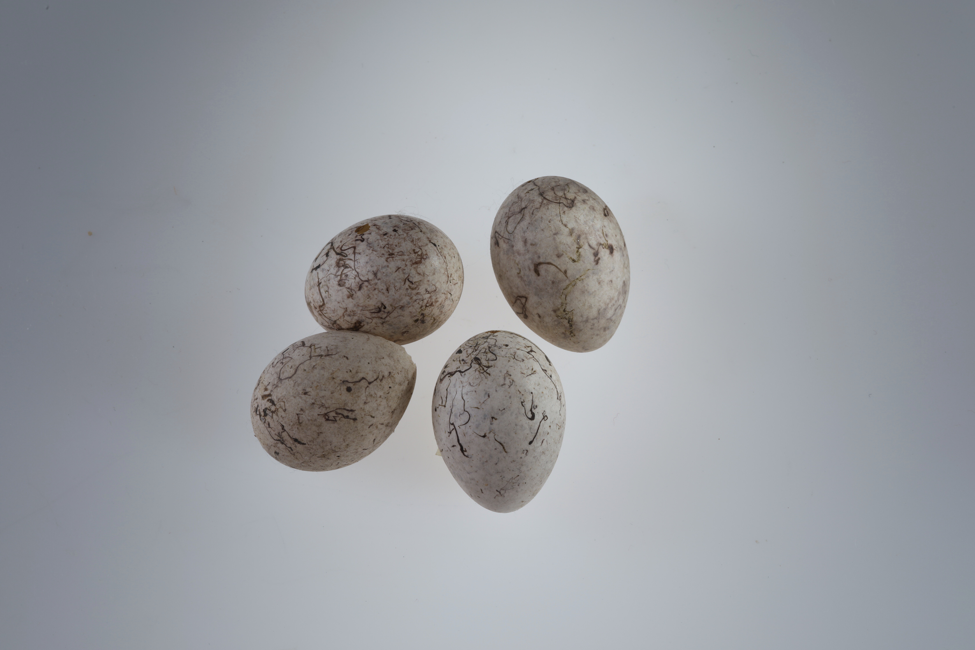 Náhledový obrázek Emberiza citrinella (vejce) - 1