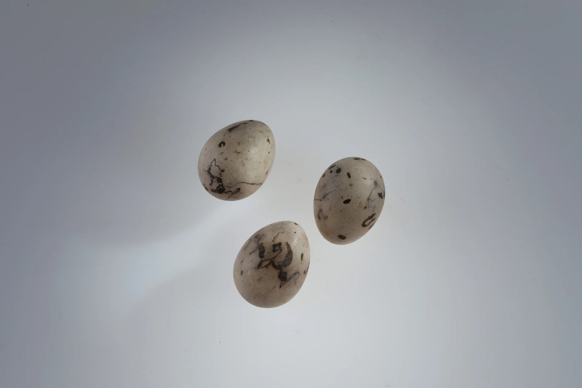 Náhledový obrázek předmětu Emberiza hortulana (vejce)