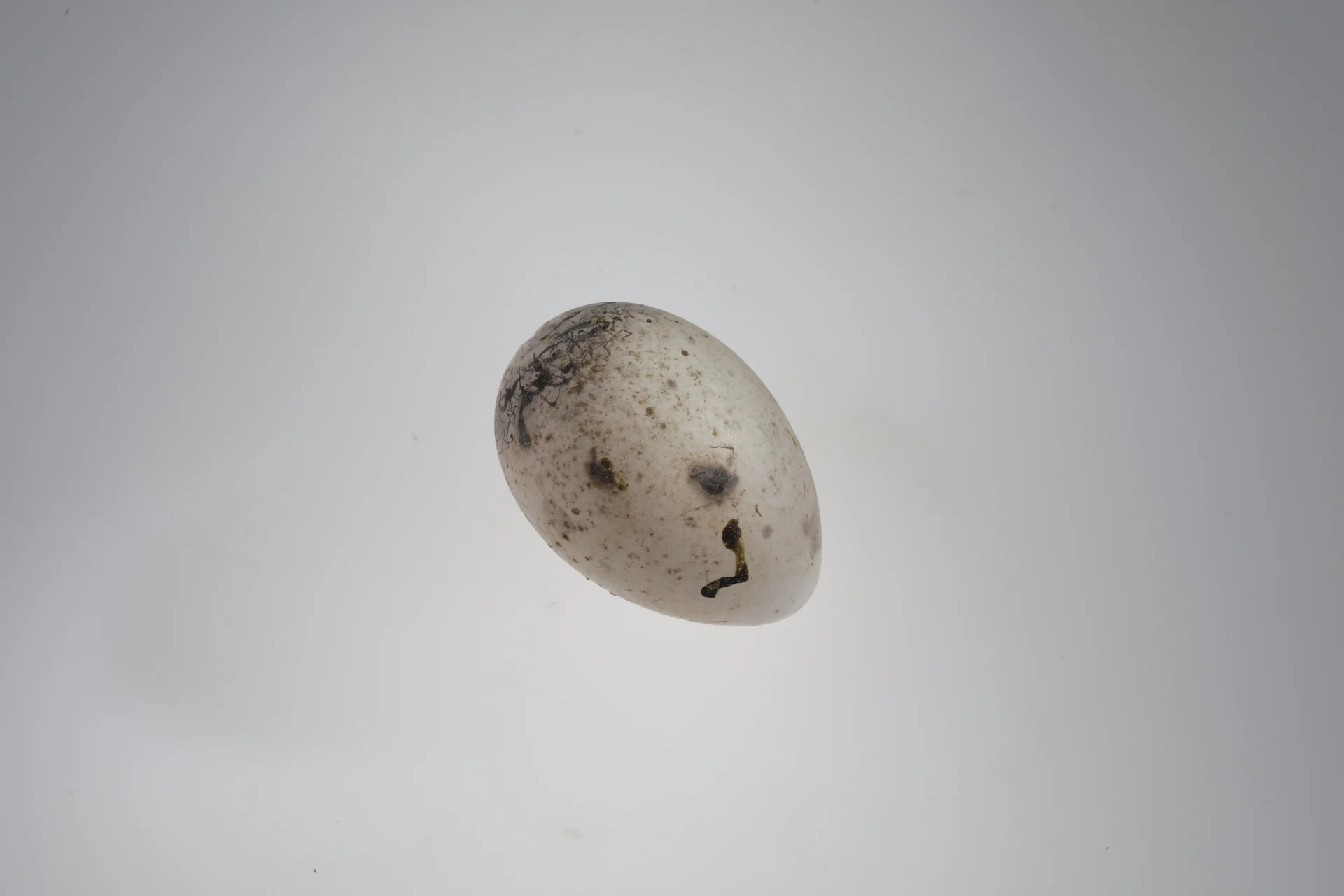 Náhledový obrázek předmětu Emberiza calandra (vejce)