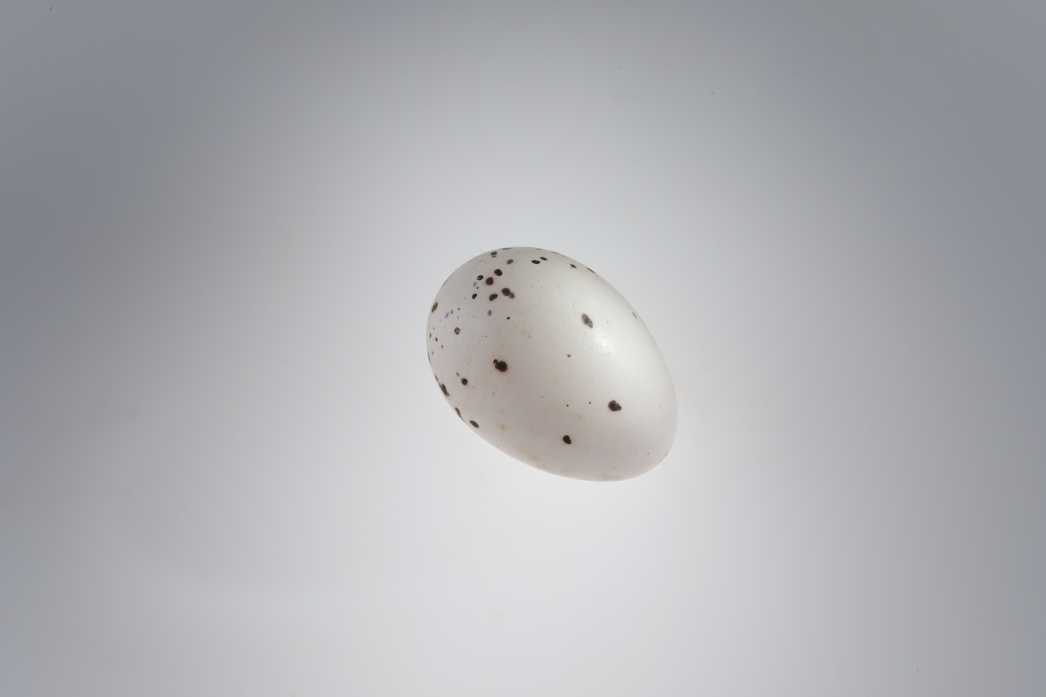 Náhledový obrázek Oriolus oriolus (vejce) - 1