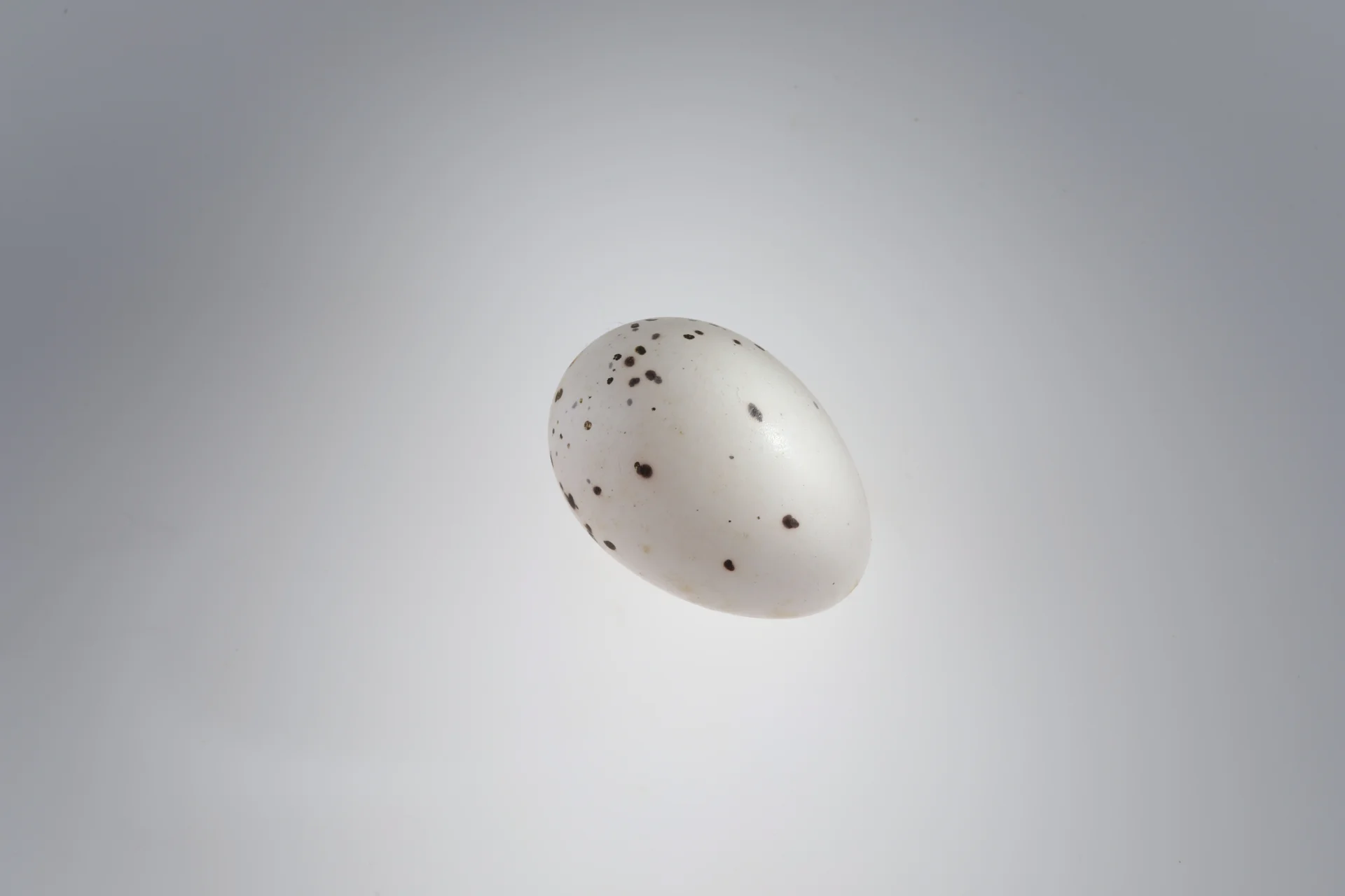 Náhledový obrázek předmětu Oriolus oriolus (vejce)