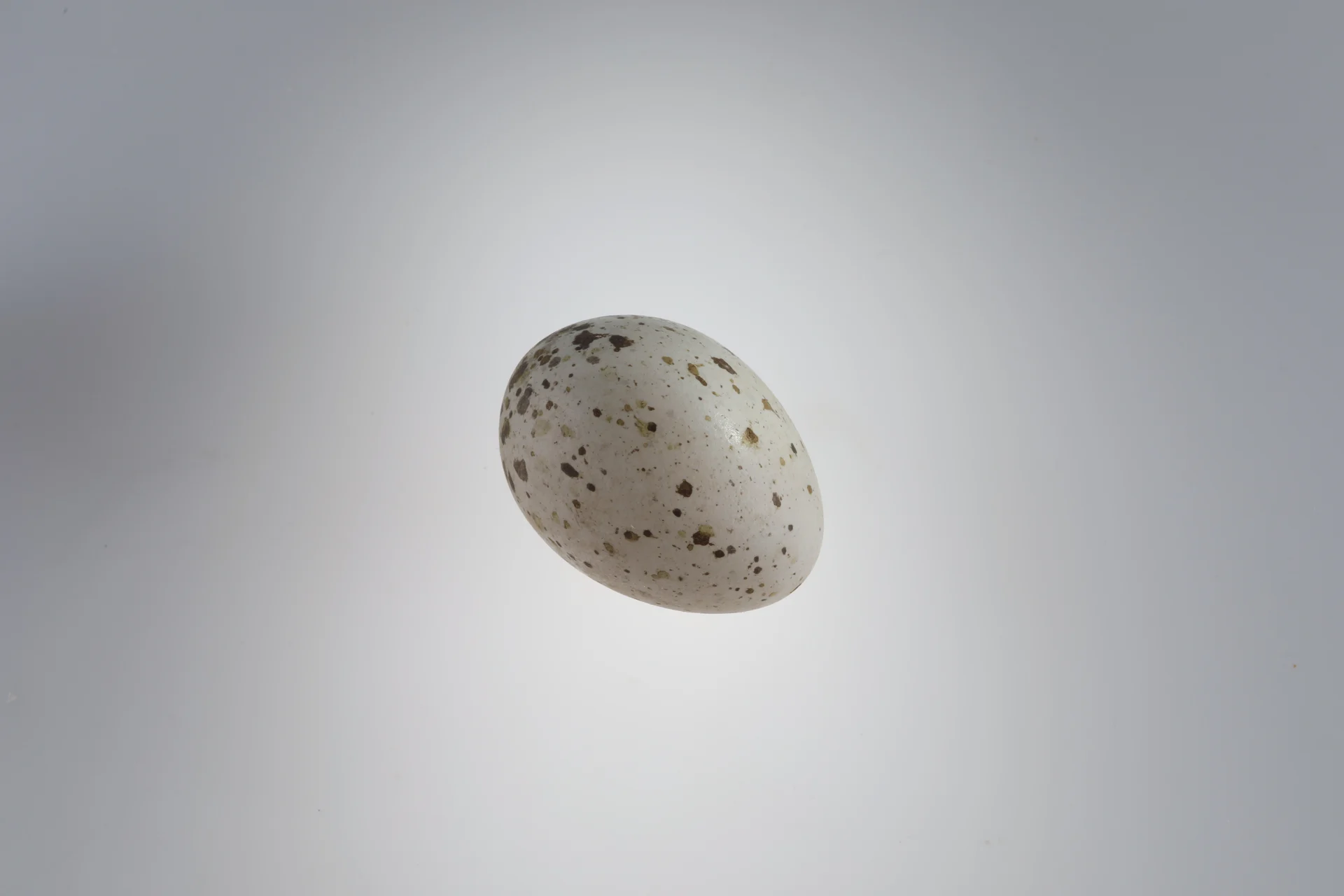 Náhledový obrázek předmětu Pica pica (vejce)