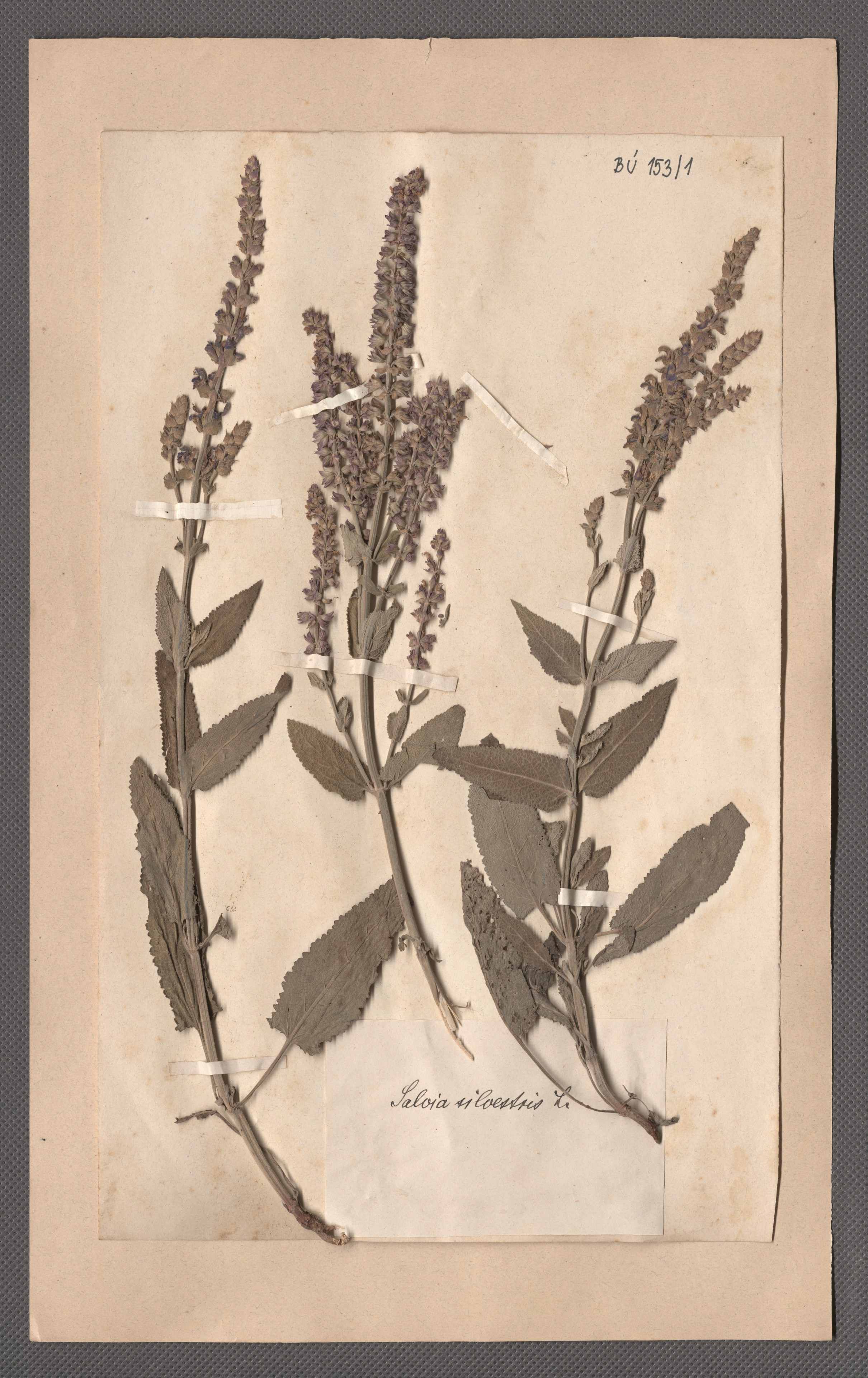 Náhledový obrázek Čeleď: Lamiaceae - 1