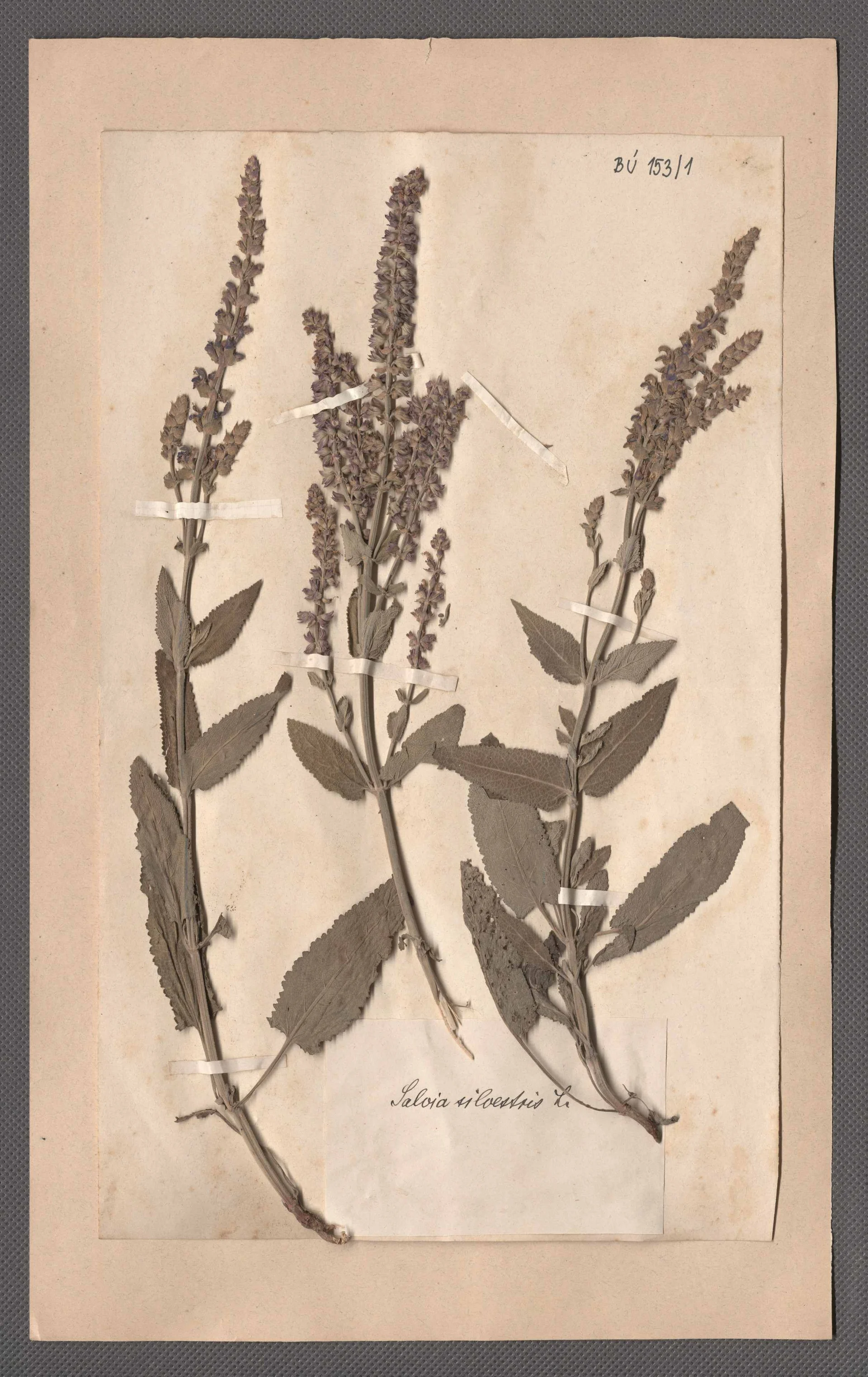 Náhledový obrázek předmětu Čeleď: Lamiaceae