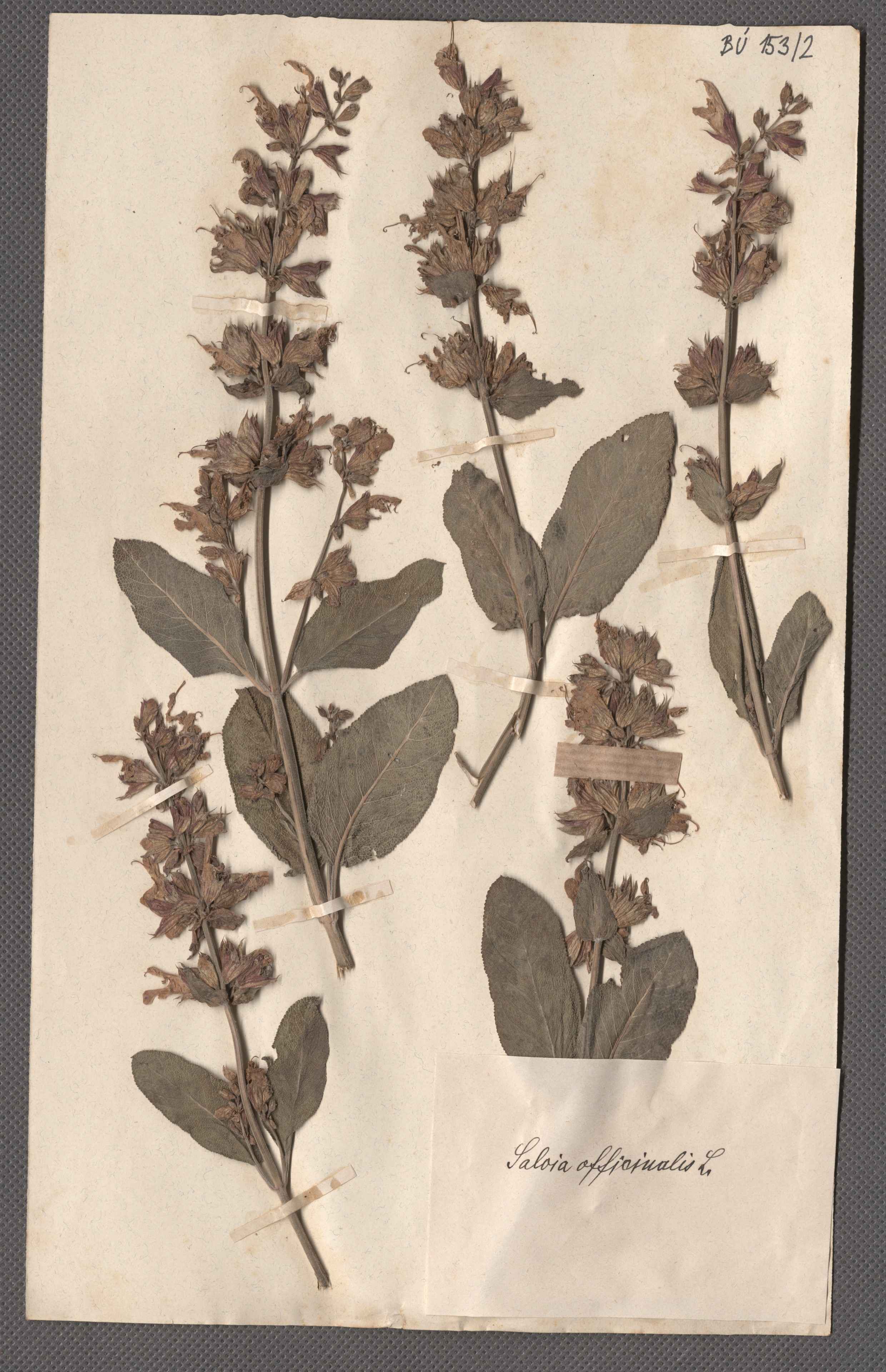 Náhledový obrázek Čeleď: Lamiaceae - 1