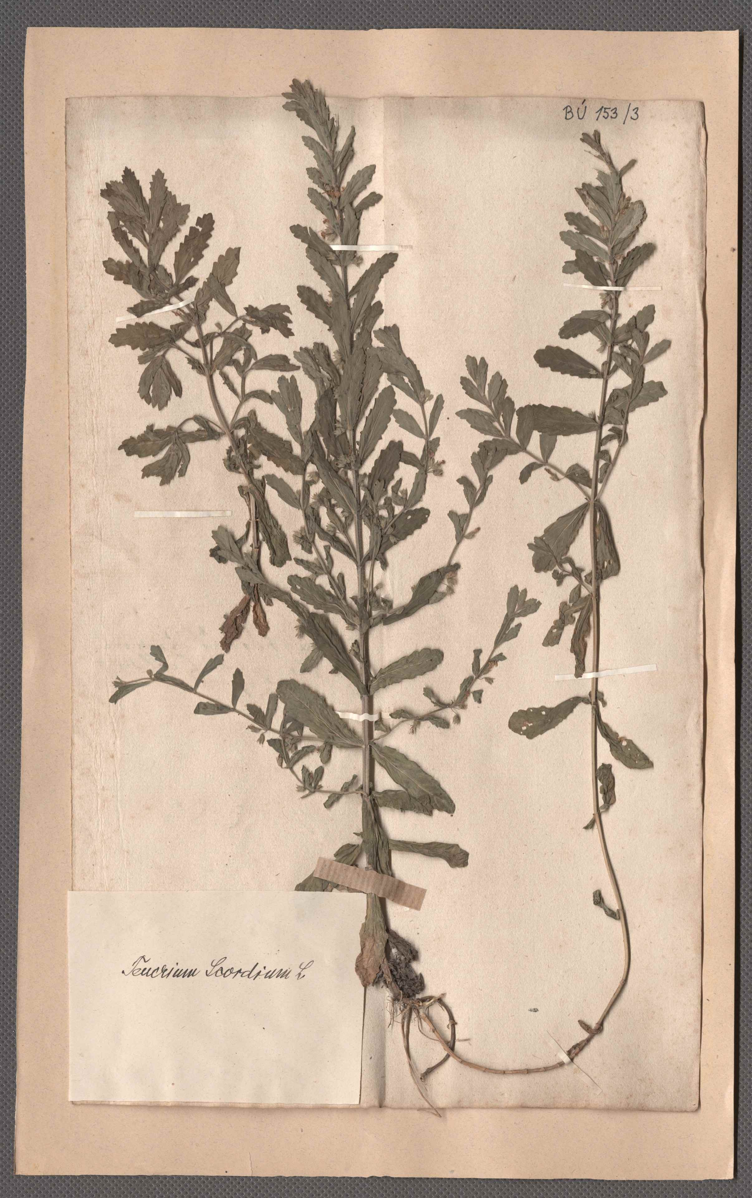 Náhledový obrázek Čeleď: Lamiaceae - 1