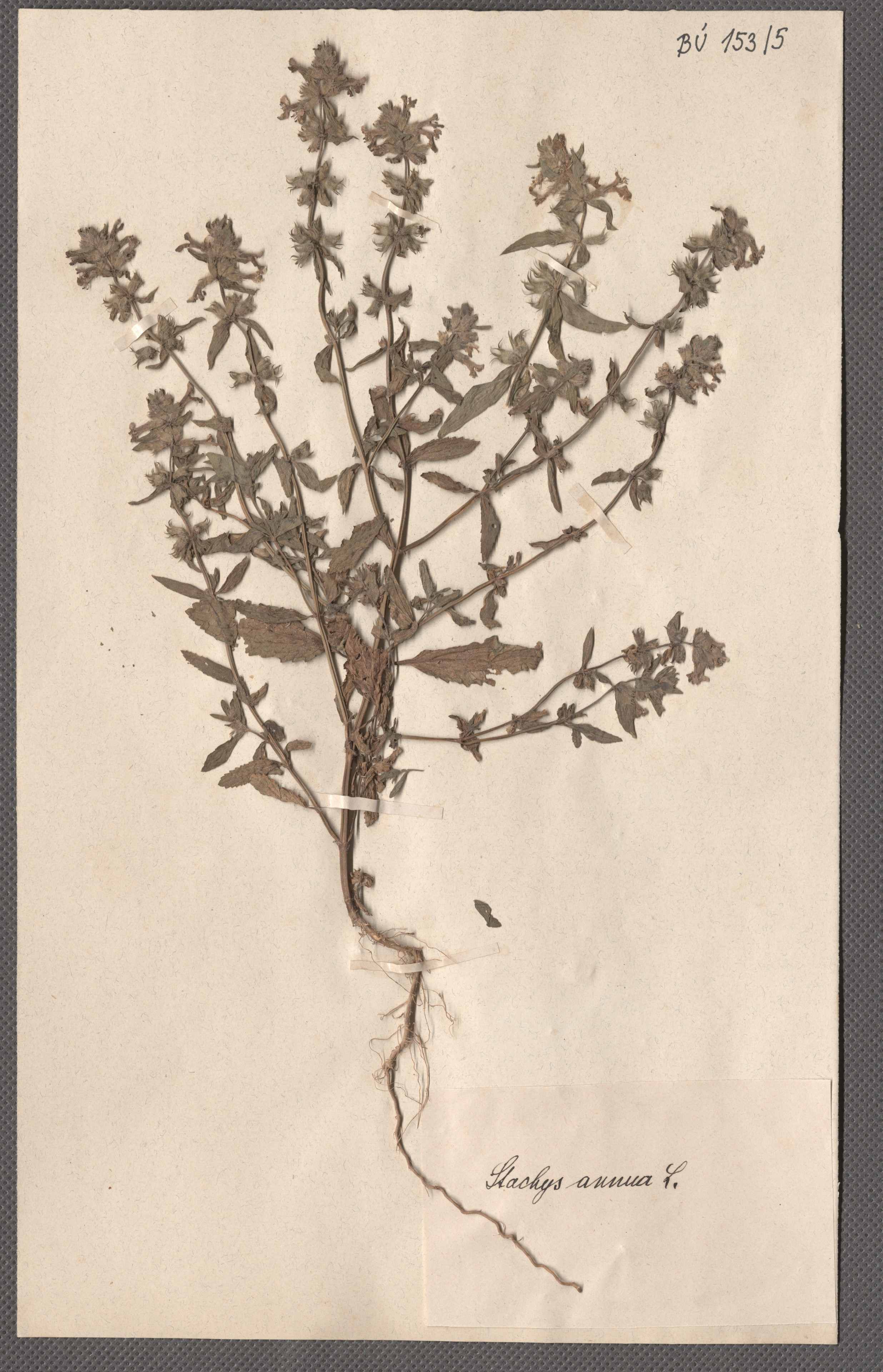 Náhledový obrázek Čeleď: Lamiaceae - 1