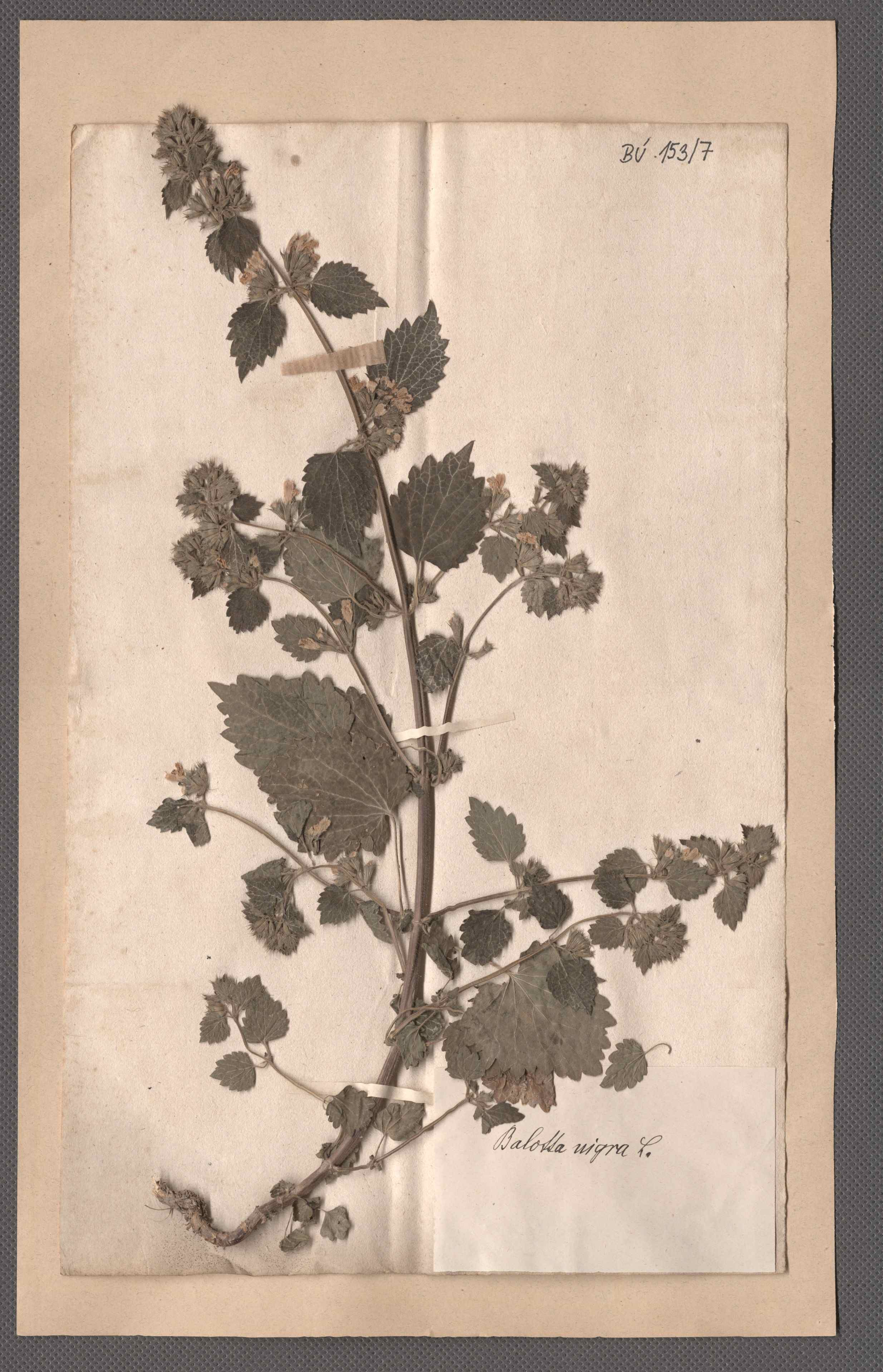 Náhledový obrázek Čeleď: Lamiaceae - 1