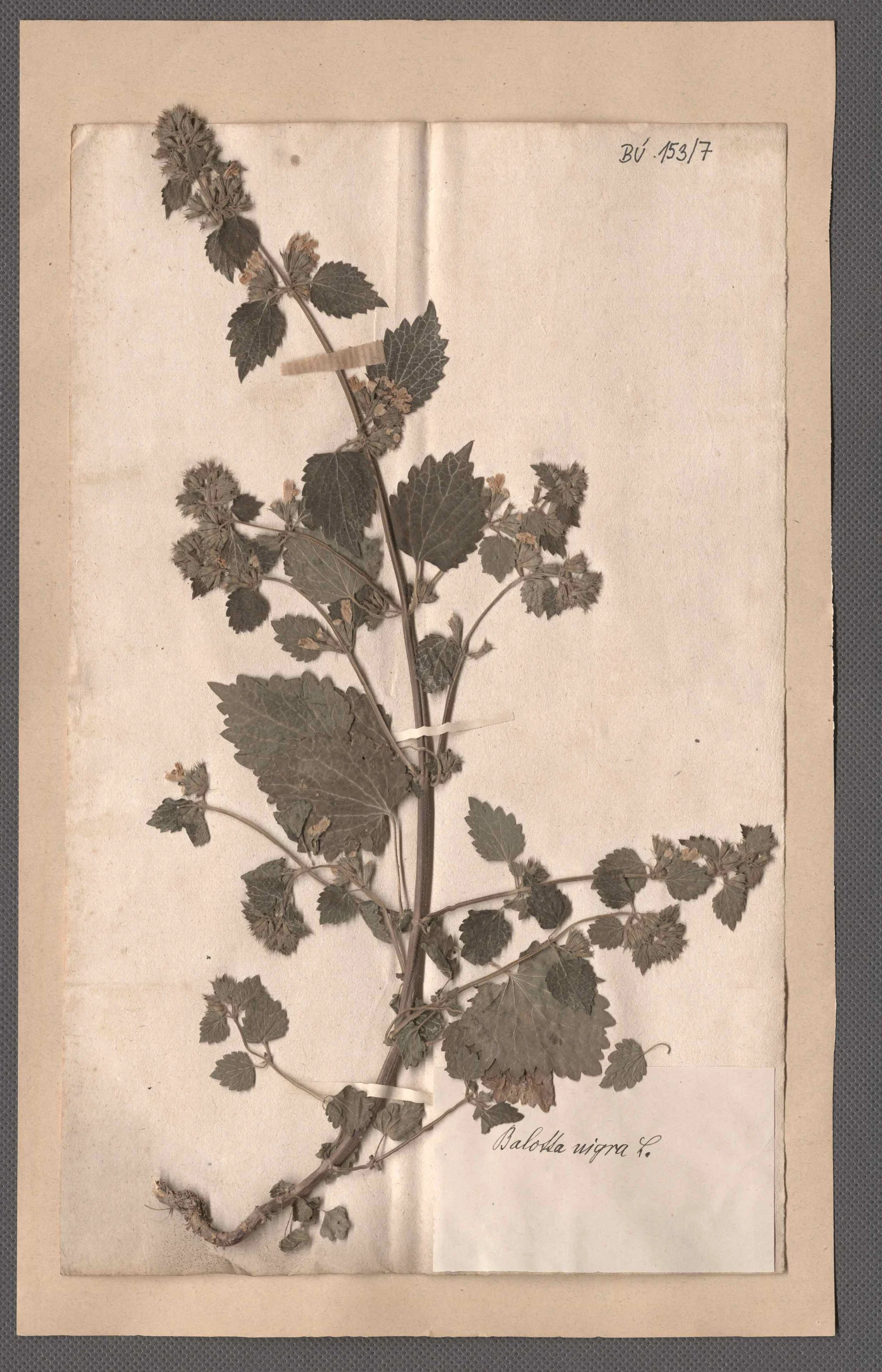 Náhledový obrázek předmětu Čeleď: Lamiaceae