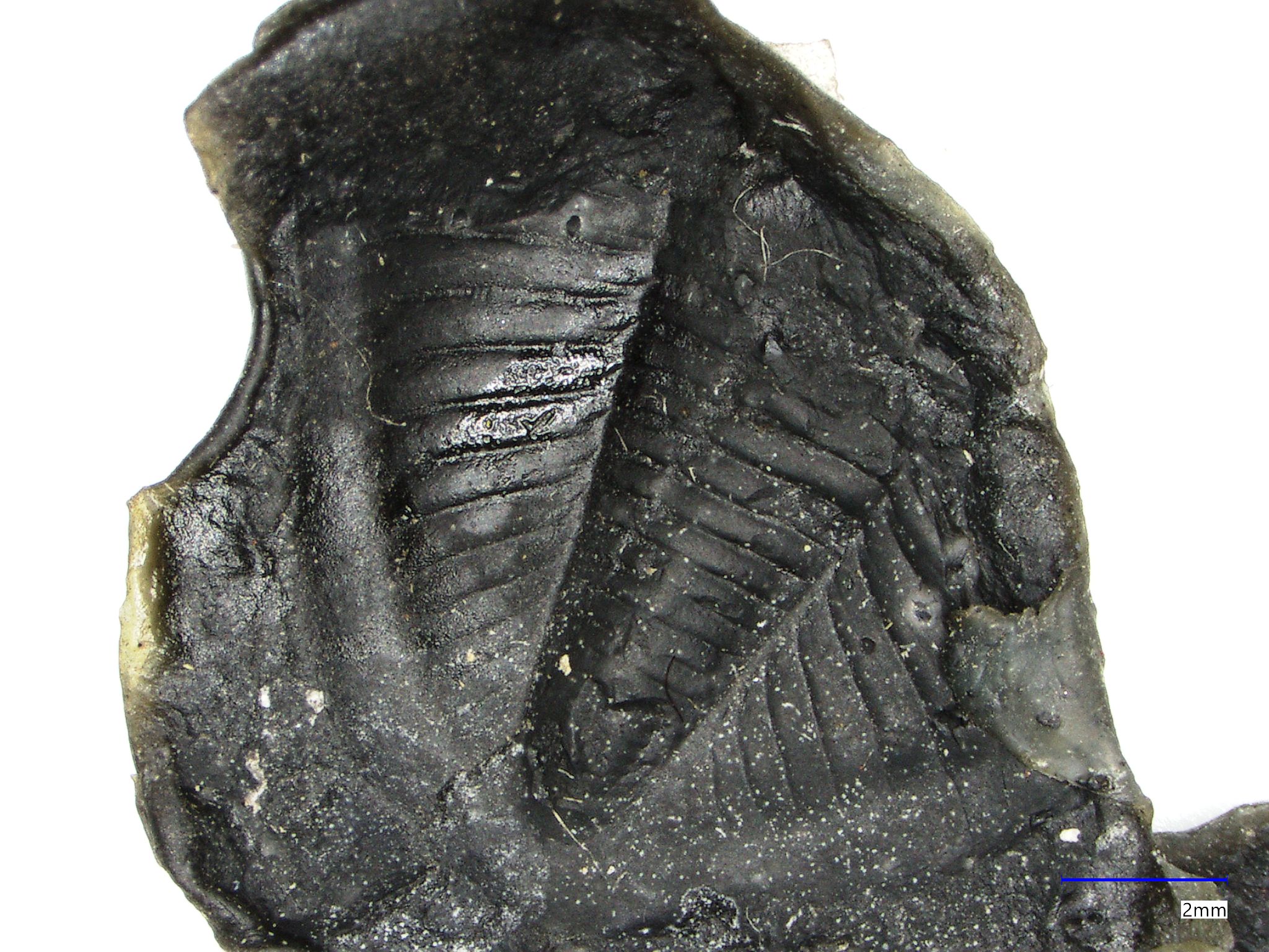 Náhledový obrázek Dechenella (Eudechenella) rittbergensis Zimmermann, 1892 - 1