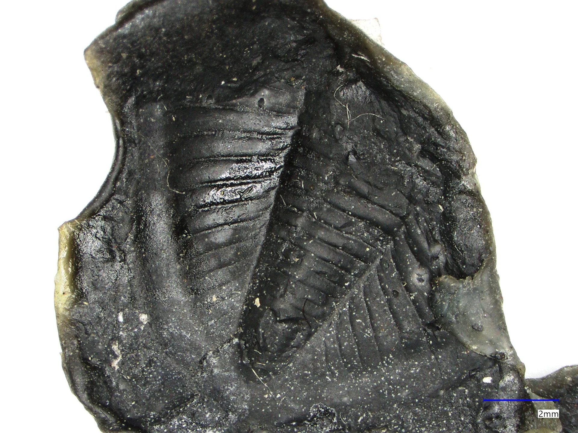 Náhledový obrázek předmětu Dechenella (Eudechenella) rittbergensis Zimmermann, 1892