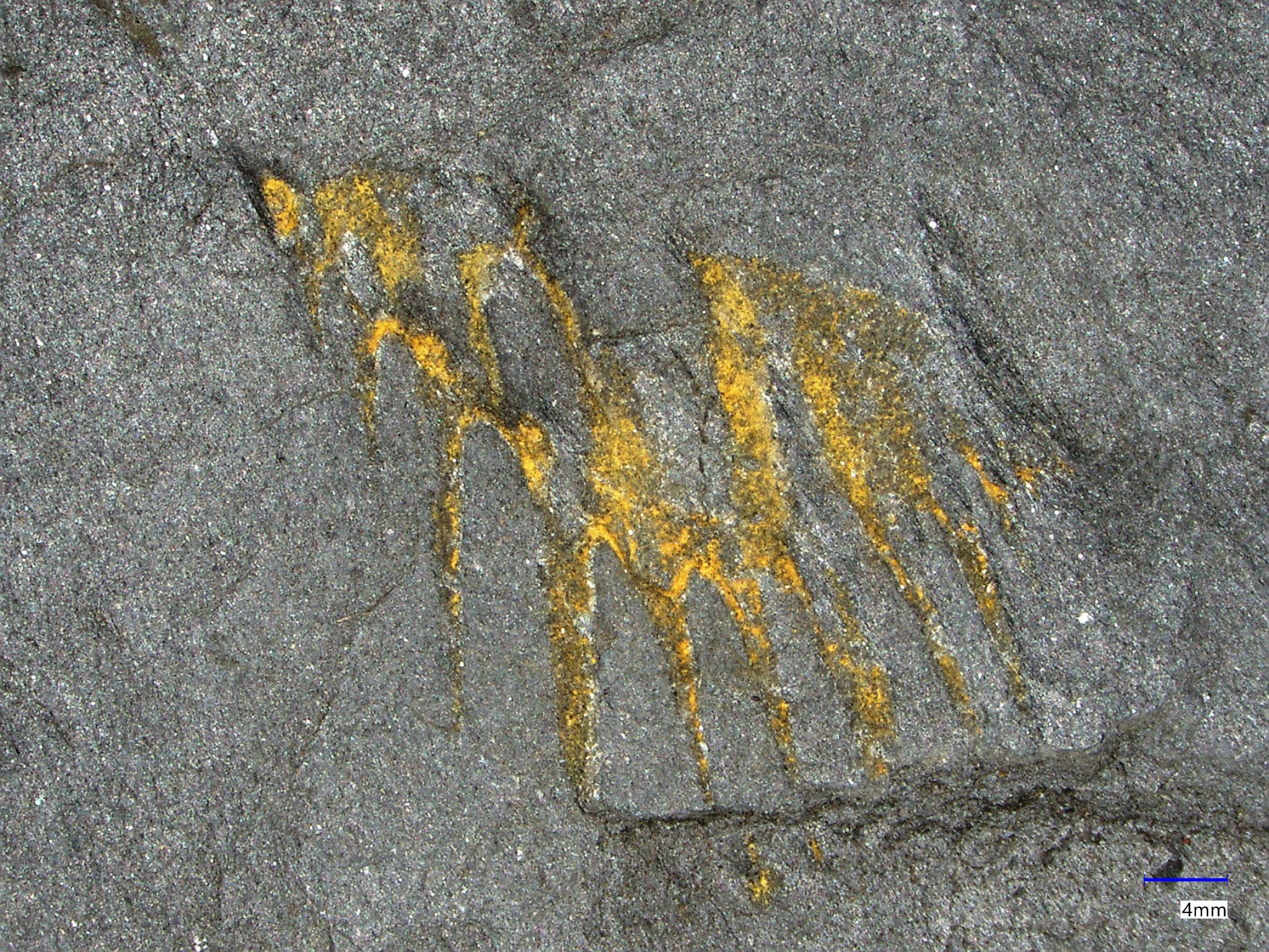 Náhledový obrázek Leonaspis (Kettneraspis) pigra (Barrande, 1872) - 1