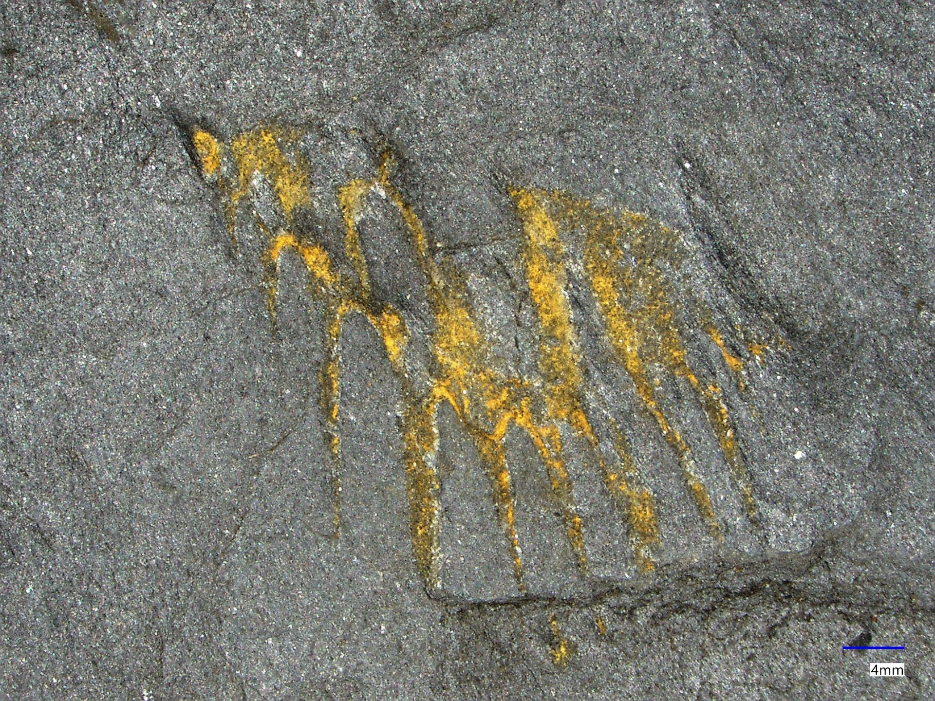 Náhledový obrázek předmětu Leonaspis (Kettneraspis) pigra (Barrande, 1872)