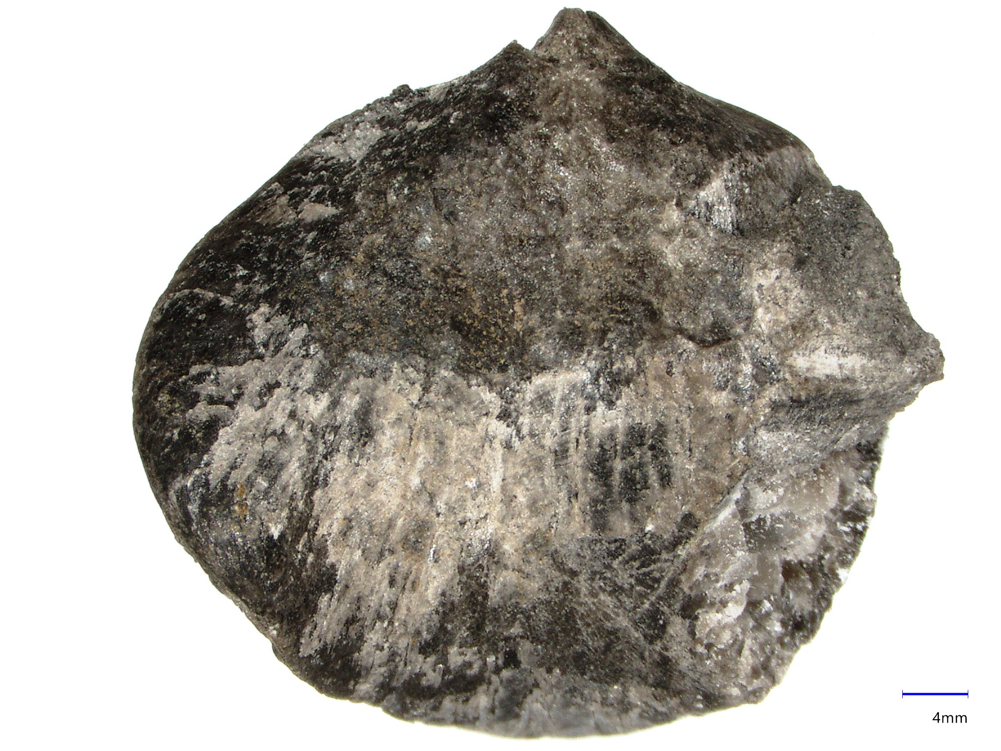Náhledový obrázek Amissopecten obsolescens (Barrande, 1879) - 1