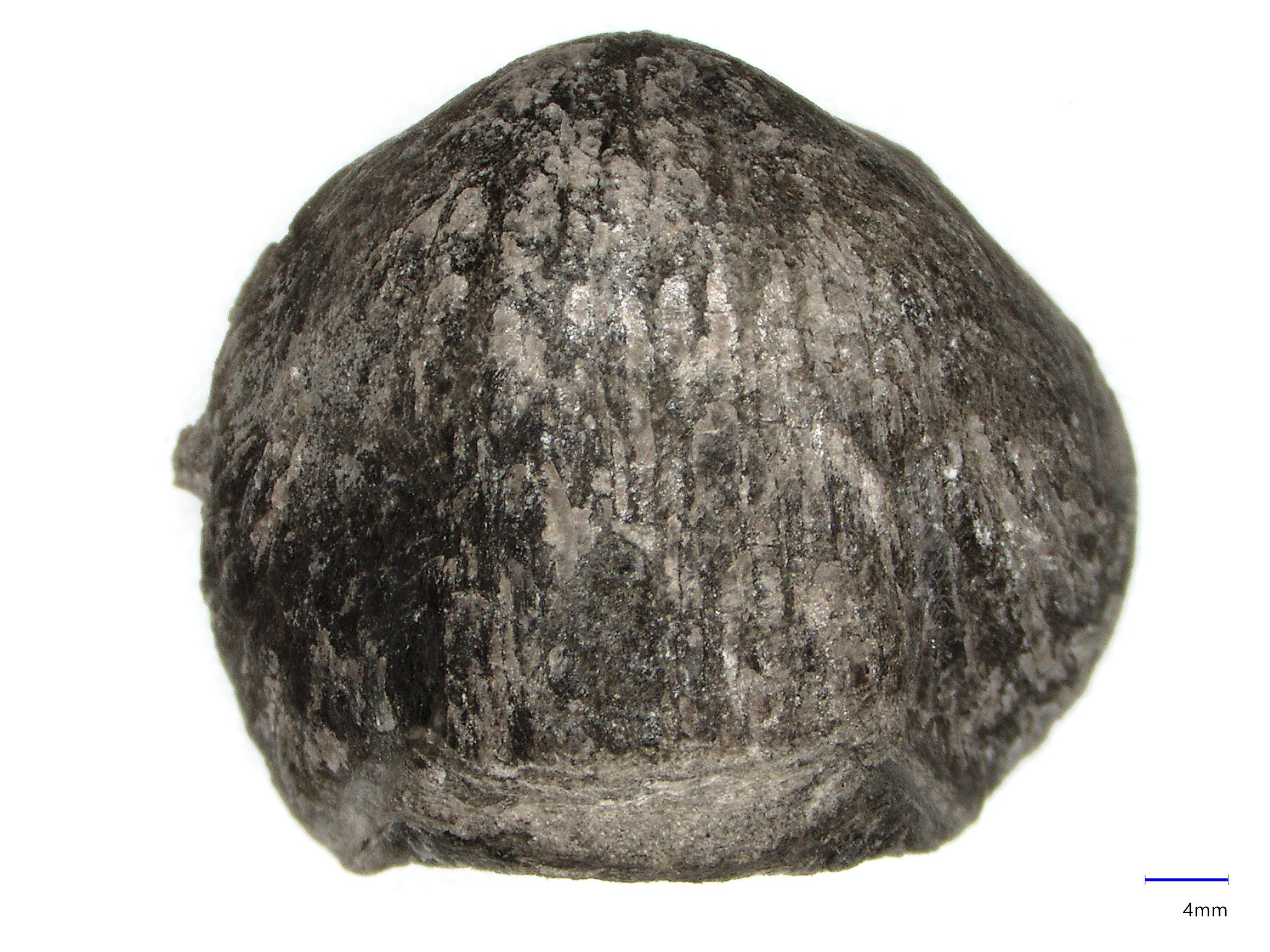 Náhledový obrázek Amissopecten obsolescens (Barrande, 1879) - 2