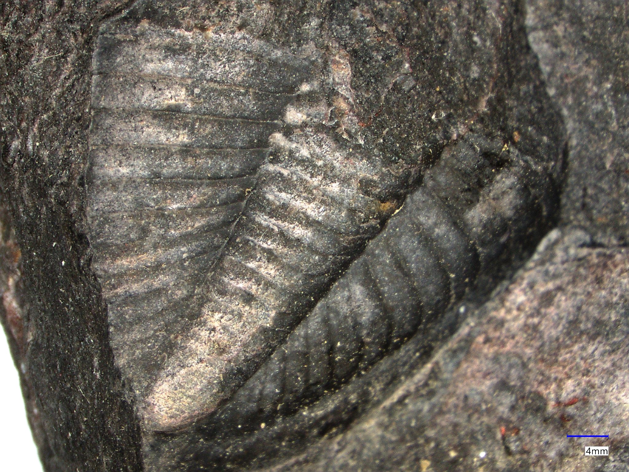 Náhledový obrázek Dechenella (Eudechenella) rittbergensis Zimmermann, 1892 - 1