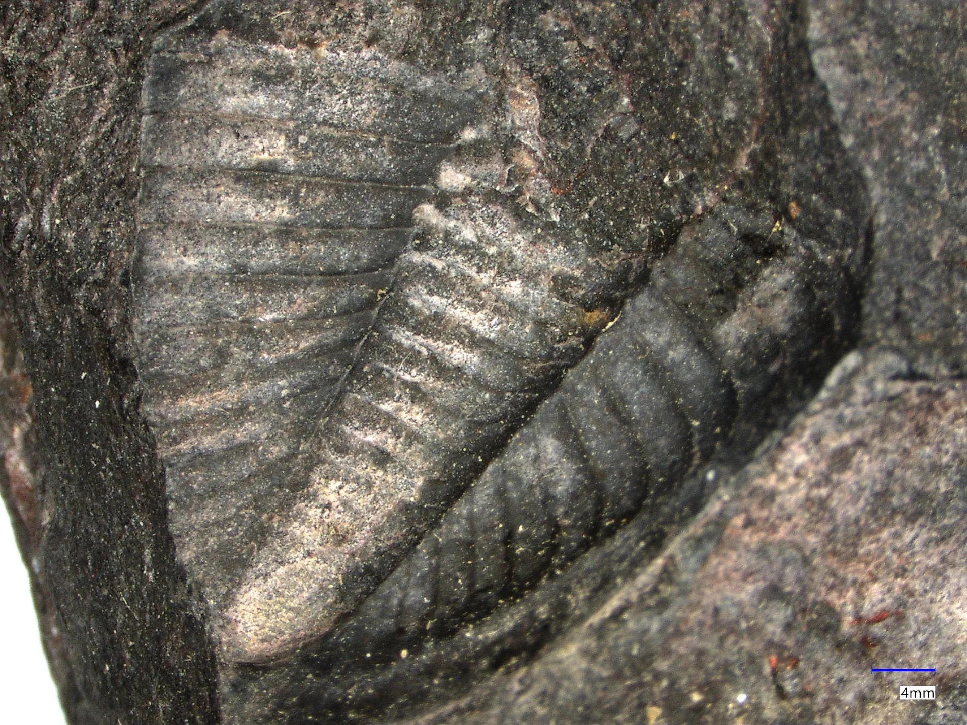 Náhledový obrázek předmětu Dechenella (Eudechenella) rittbergensis Zimmermann, 1892