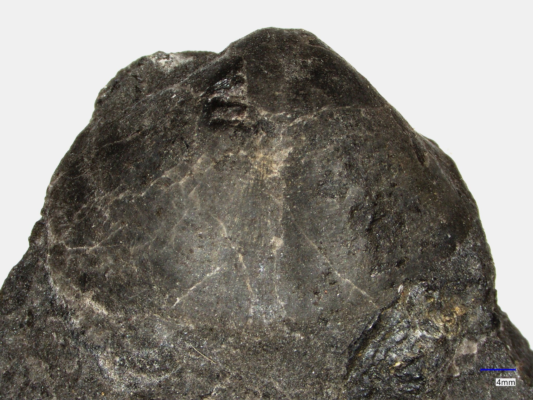 Náhledový obrázek Eoreticularia fraterna (Barrande, 1879) - 1