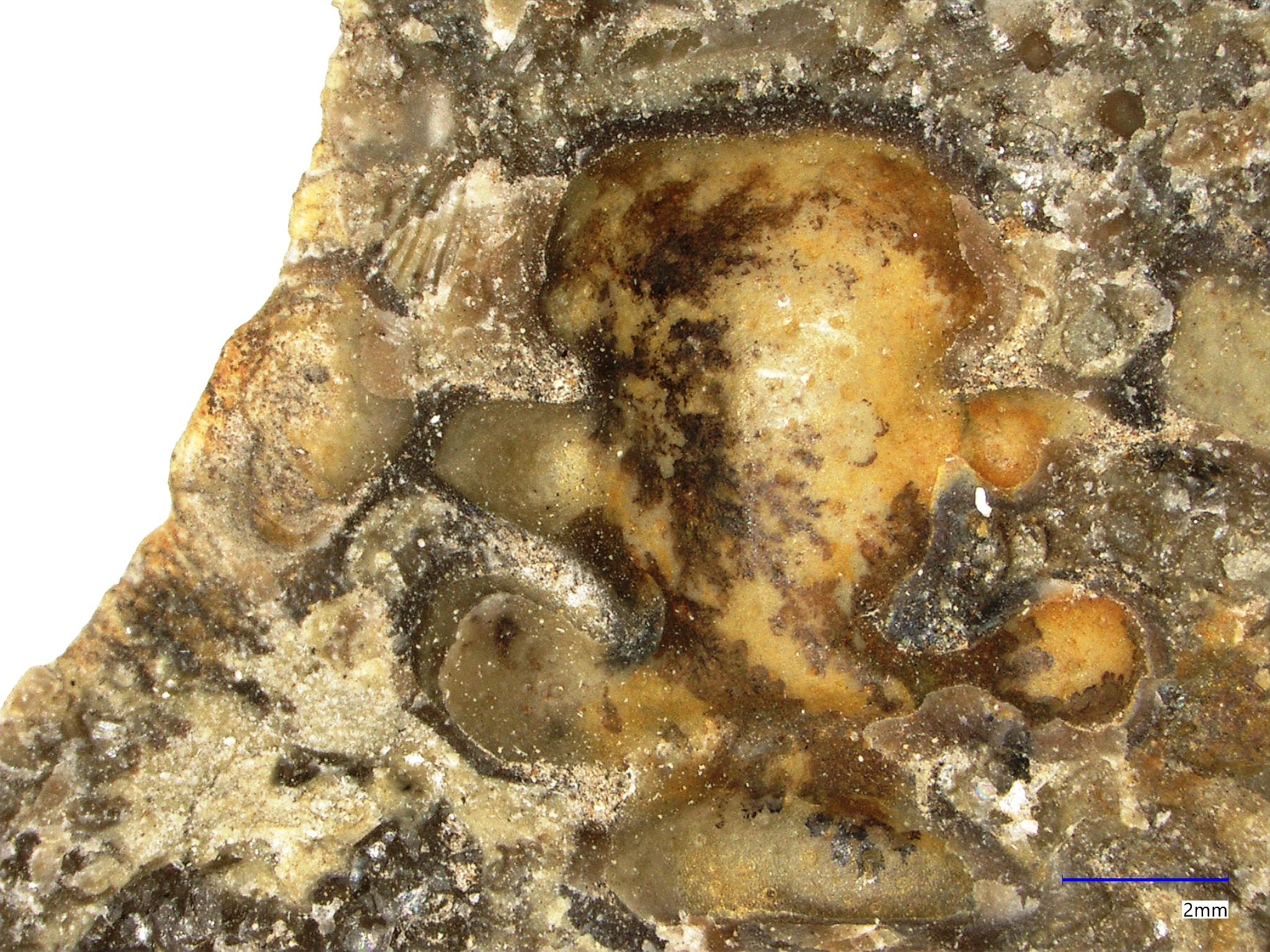 Náhledový obrázek Prionocheilus foveolata (Törnquist, 1884) - 1