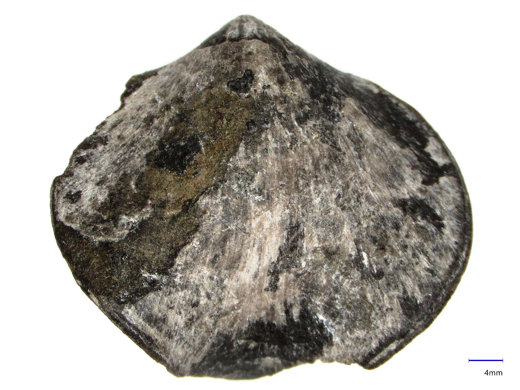 Náhledový obrázek Rhynchatrypa jesenia Havlíček & Pek, 1986 - 2