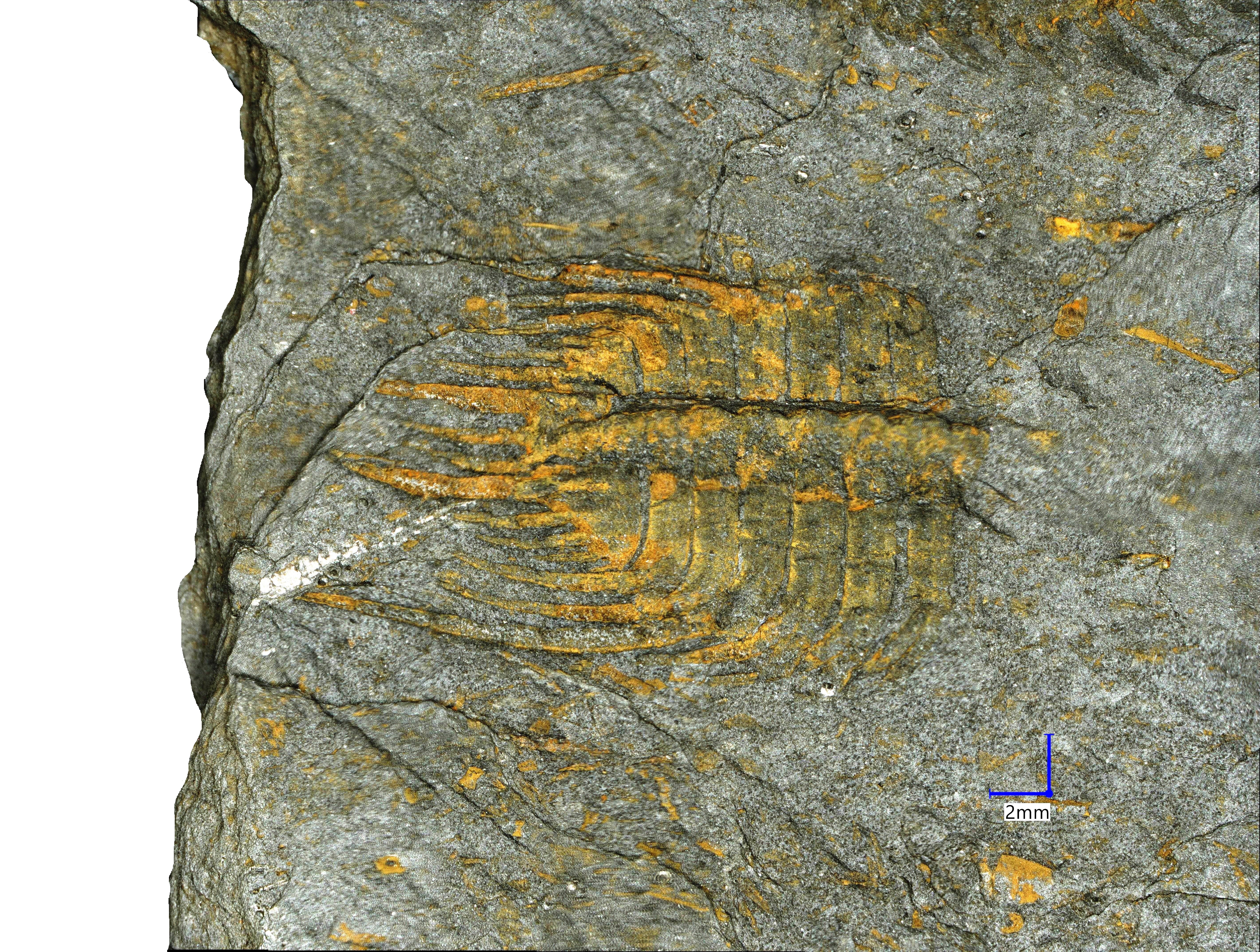 Náhledový obrázek Leonaspis (Kettneraspis) pigra (Barrande, 1872) - 1