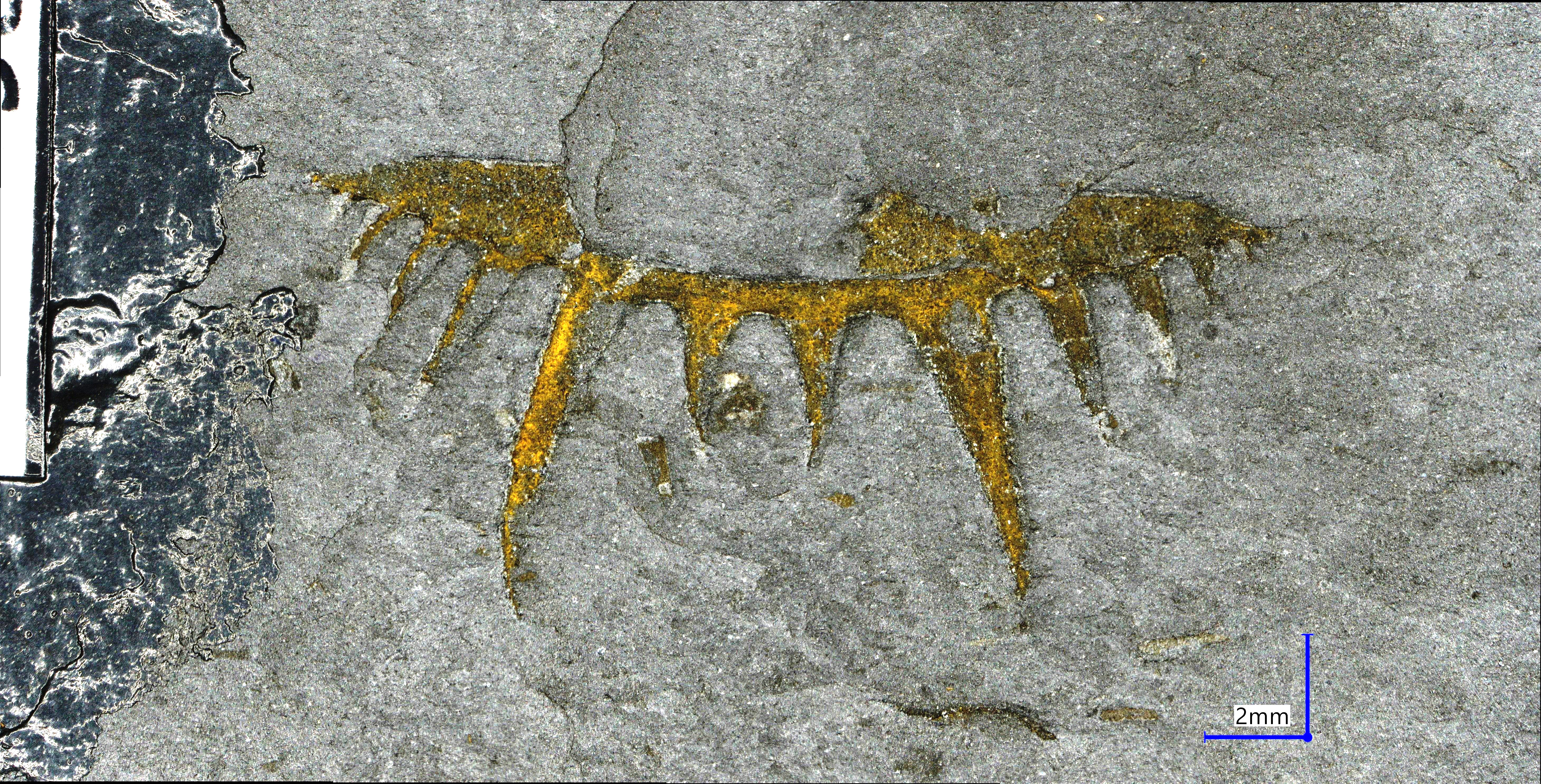 Náhledový obrázek Leonaspis (Kettneraspis) pigra (Barrande, 1872) - 1