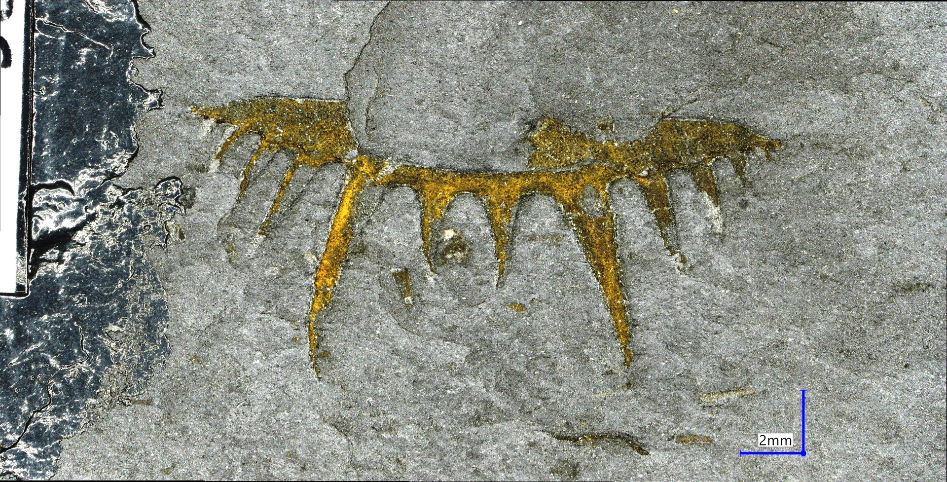 Náhledový obrázek předmětu Leonaspis (Kettneraspis) pigra (Barrande, 1872)