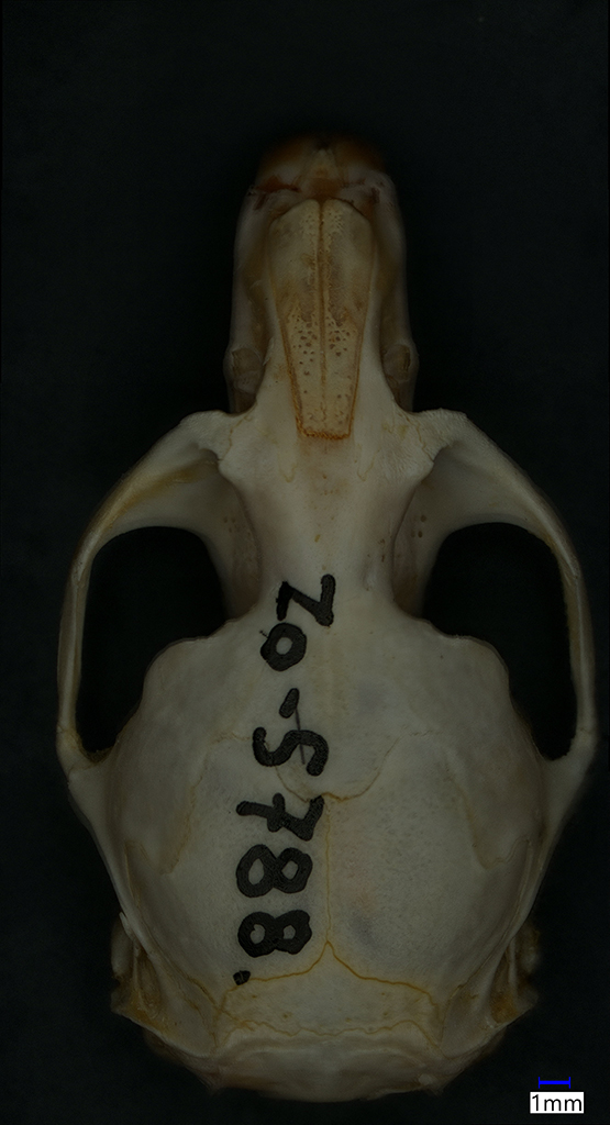 Náhledový obrázek Arvicola amphibius - 1