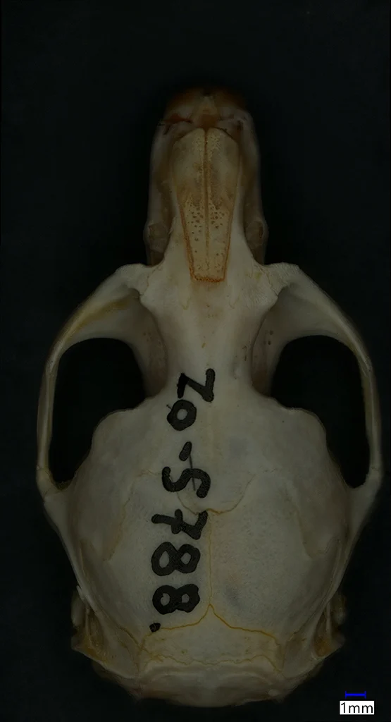 Náhledový obrázek předmětu Arvicola amphibius