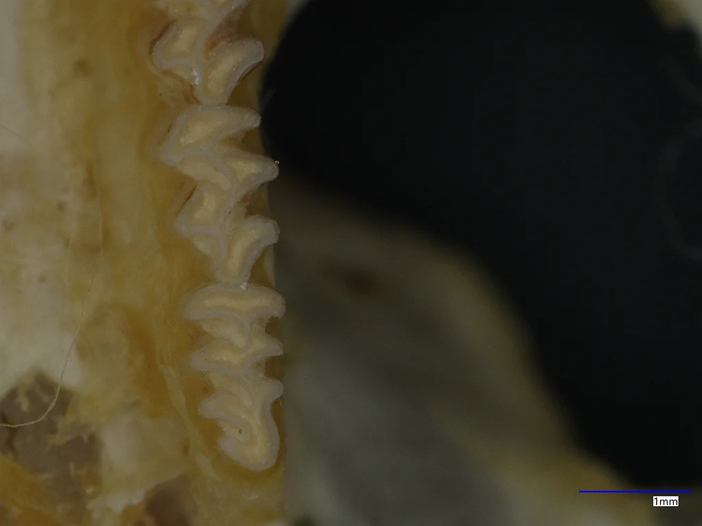 Náhledový obrázek předmětu Microtus subterraneus
