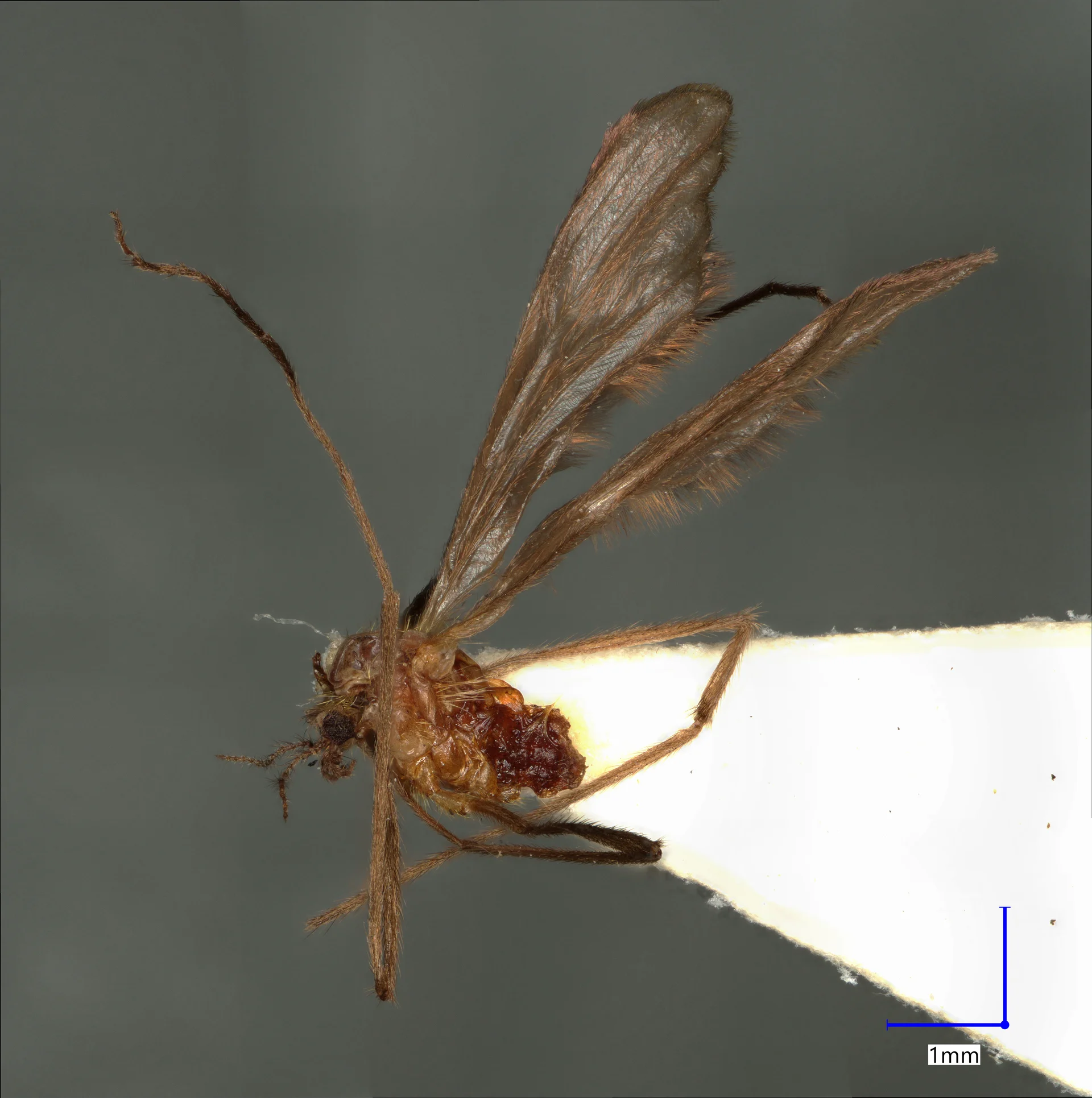 Náhledový obrázek předmětu Molophilus priapoides