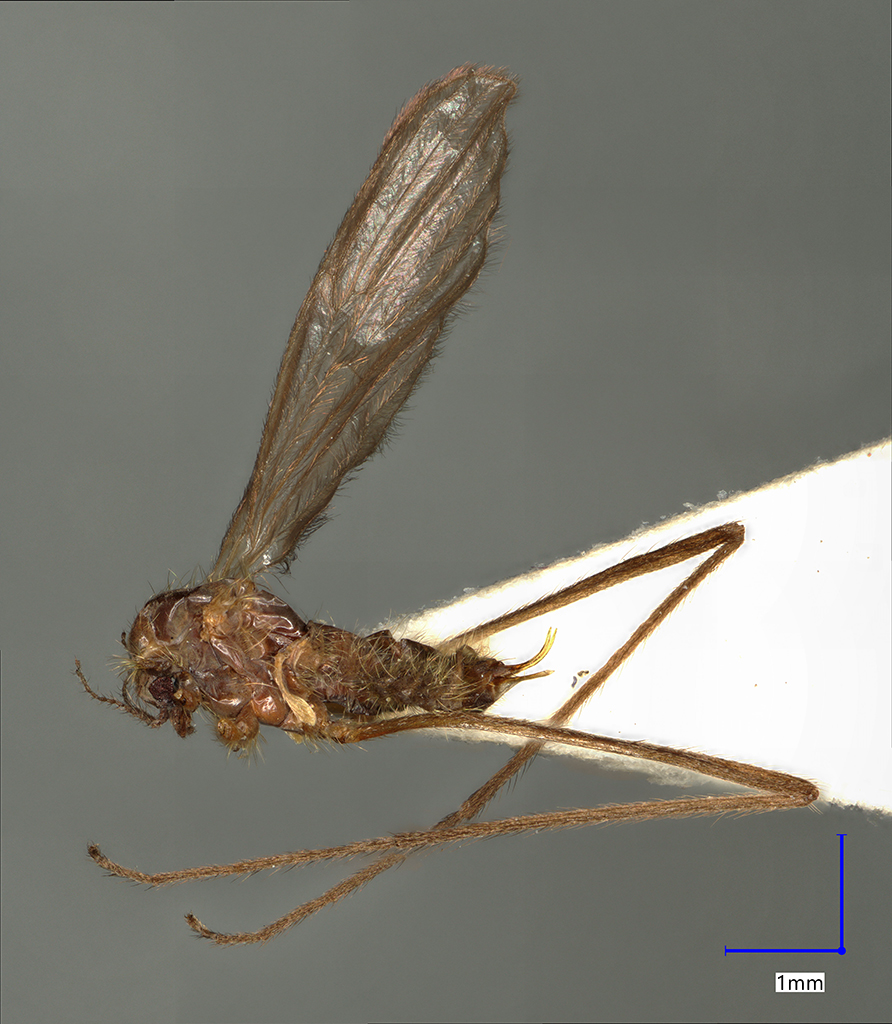 Náhledový obrázek Molophilus priapoides - 1