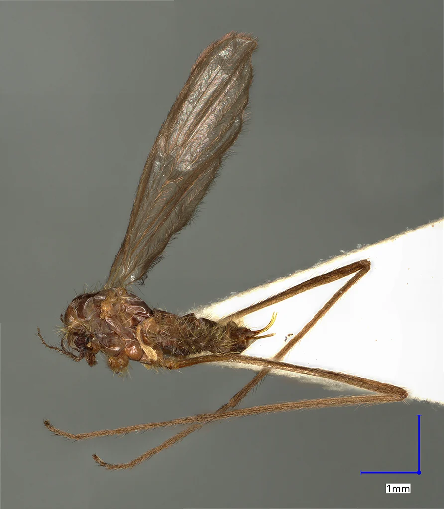 Náhledový obrázek předmětu Molophilus priapoides