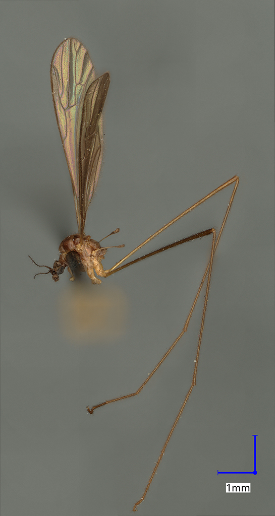 Náhledový obrázek Paradelphomyia czizekiana - 1