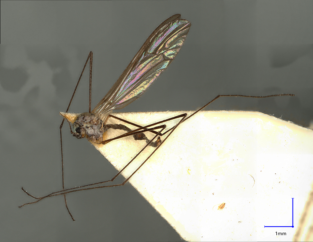 Náhledový obrázek Rhabdomastix subparva - 1