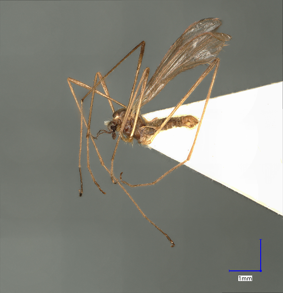 Náhledový obrázek Molophilus repentinus - 1