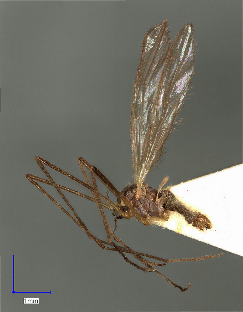 Náhledový obrázek Molophilus repentinus - 1