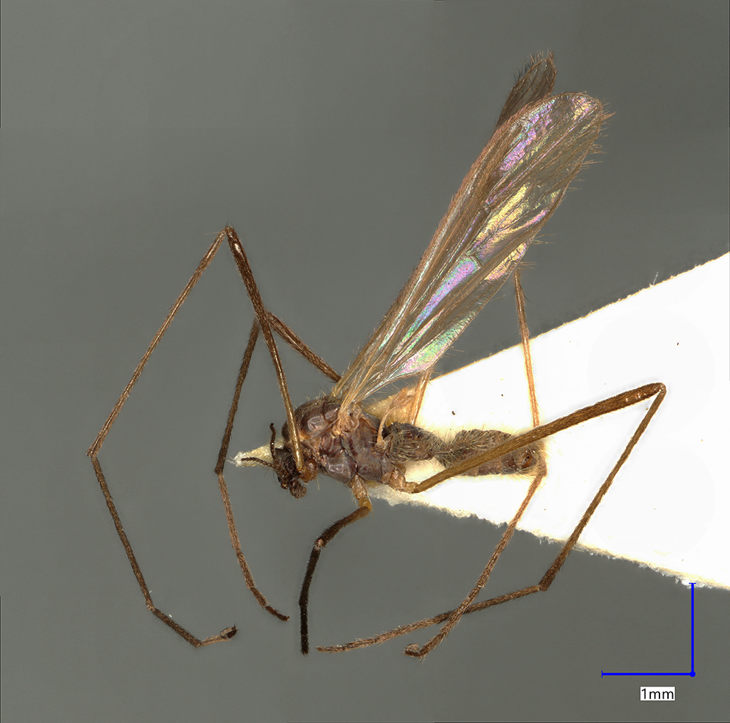 Náhledový obrázek Molophilus repentinus - 1