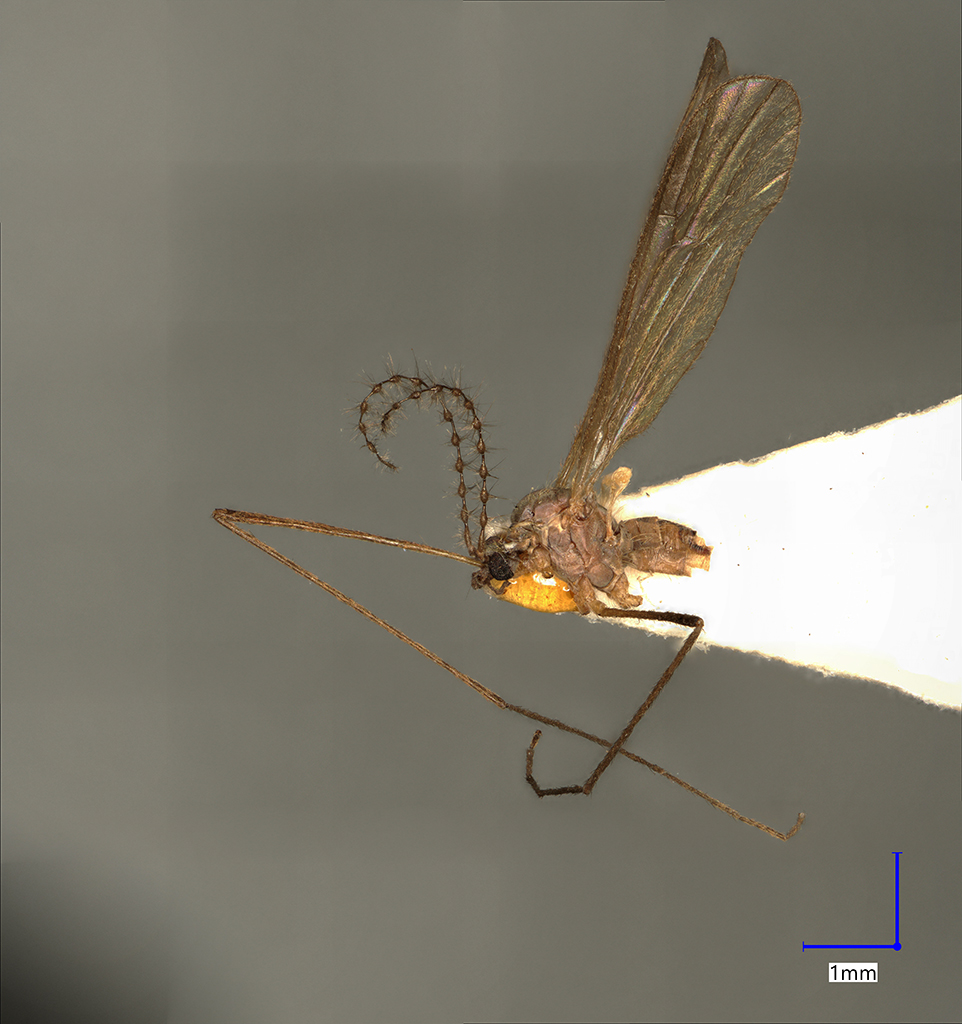 Náhledový obrázek Ormosia moravica - 1